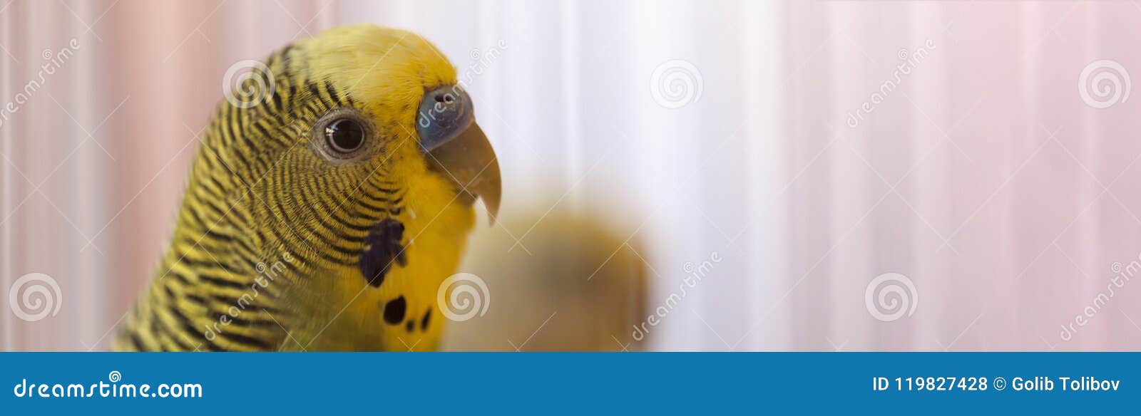 Periquito Australiano Engraçado Papagaio De Budgie Que Senta-se Na Corda E  Nos Jogos Foto de Stock - Imagem de casa, brinquedo: 109204718