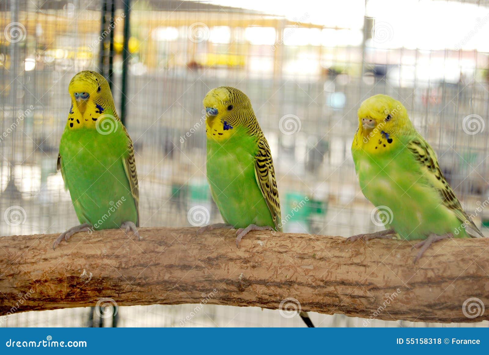 Periquitos Verdes Na Gaiola Foto De Stock Imagem De Gaiola Verdes 55158318