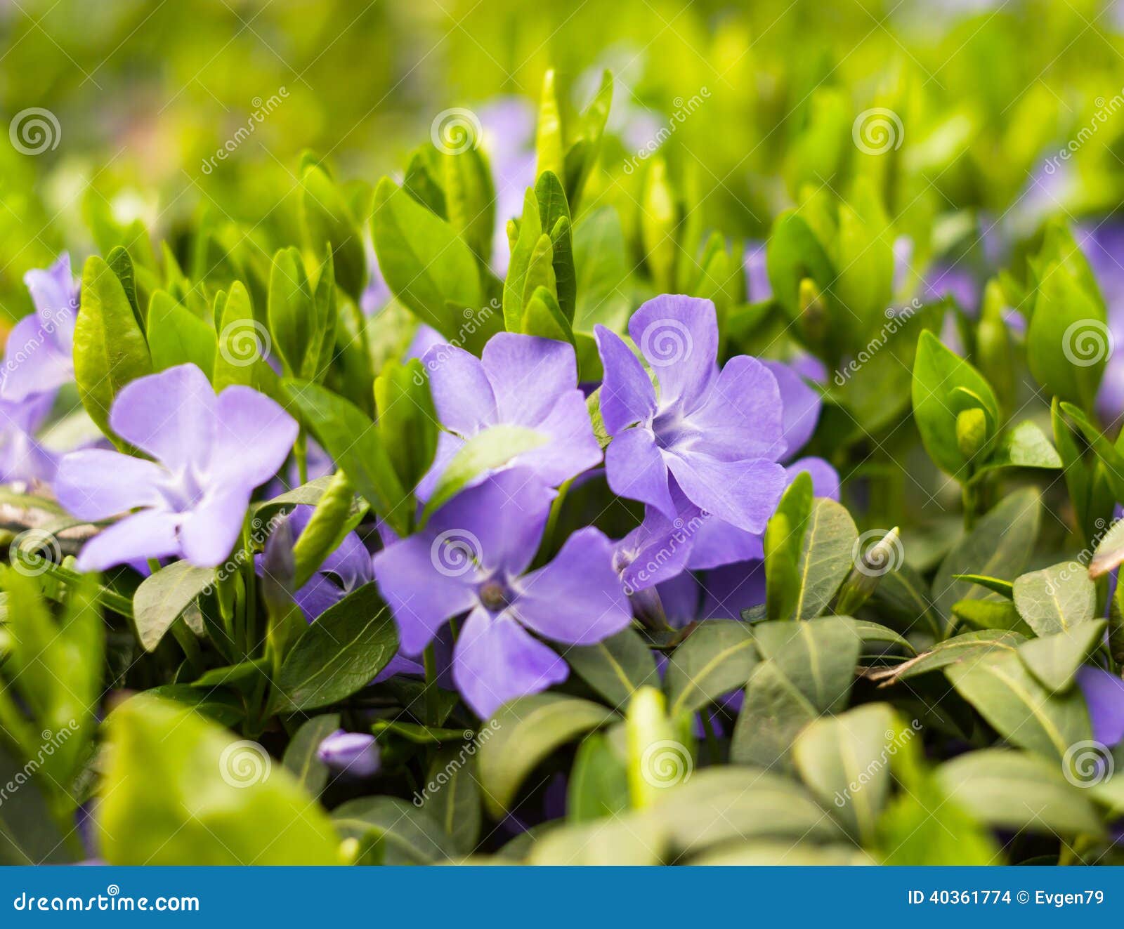 Periwinkle blue closeup 2 stock photo. Image of horizontal 40361774