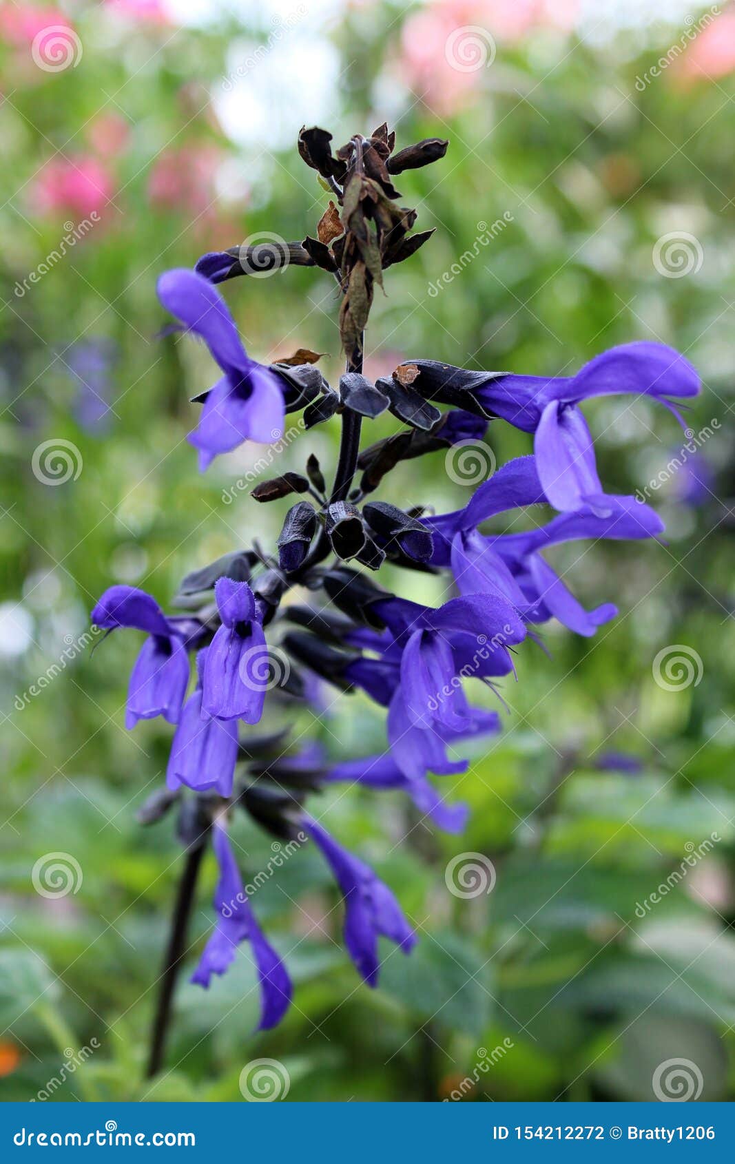 George Bernard Pogo stick spring Parametre Periwinkle Blue Flowers on Tall Stalk of Plants in Backyard Garden Stock  Photo - Image of periwinkle, beautiful: 154212272