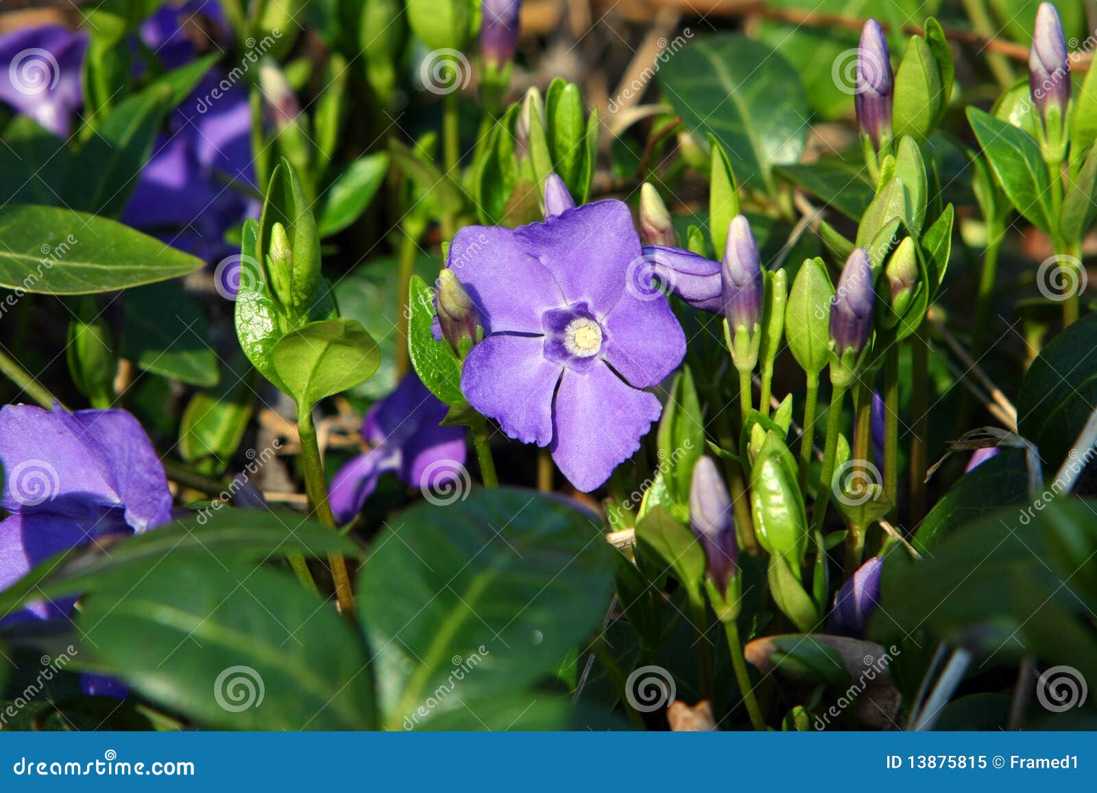Periwinkle Flower Early Spring In Morning Sun