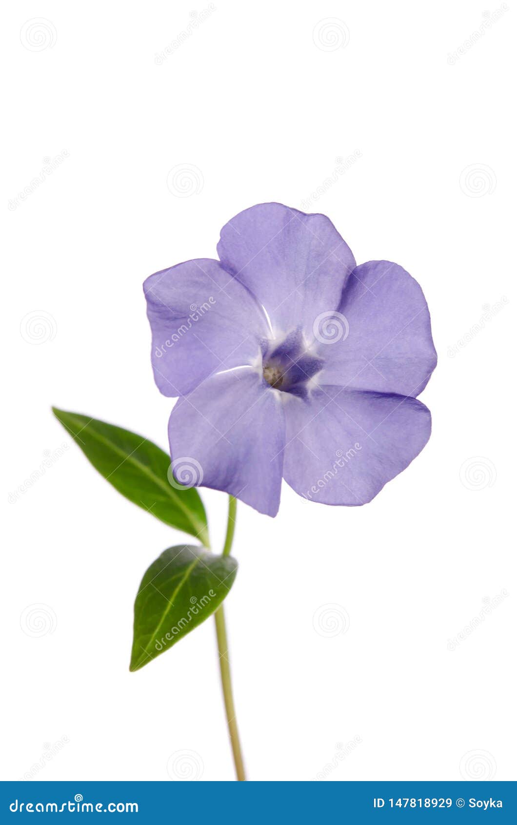 Periwinkle Flower Isolated On White Background Stock Image Image Of Macro Floral 147818929