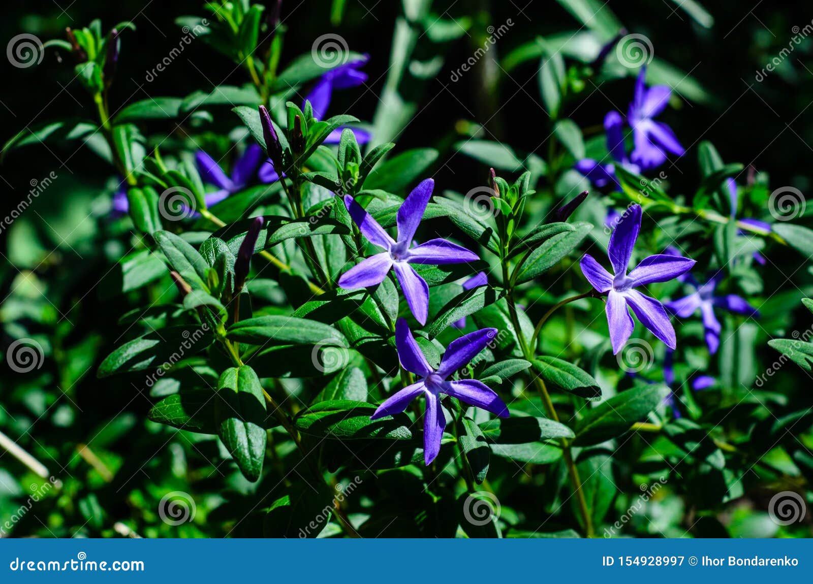 Periwinkle Flowers on Flowerbed Stock Image Image of herb, leaf