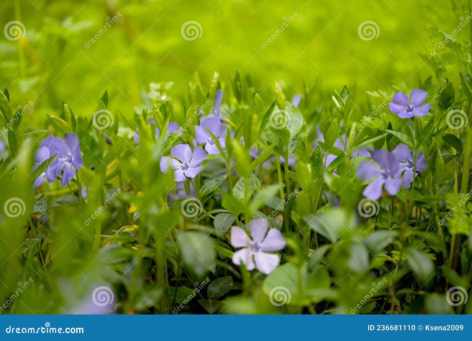 Periwinkle Growing in the Forest Stock Photo Image of nature