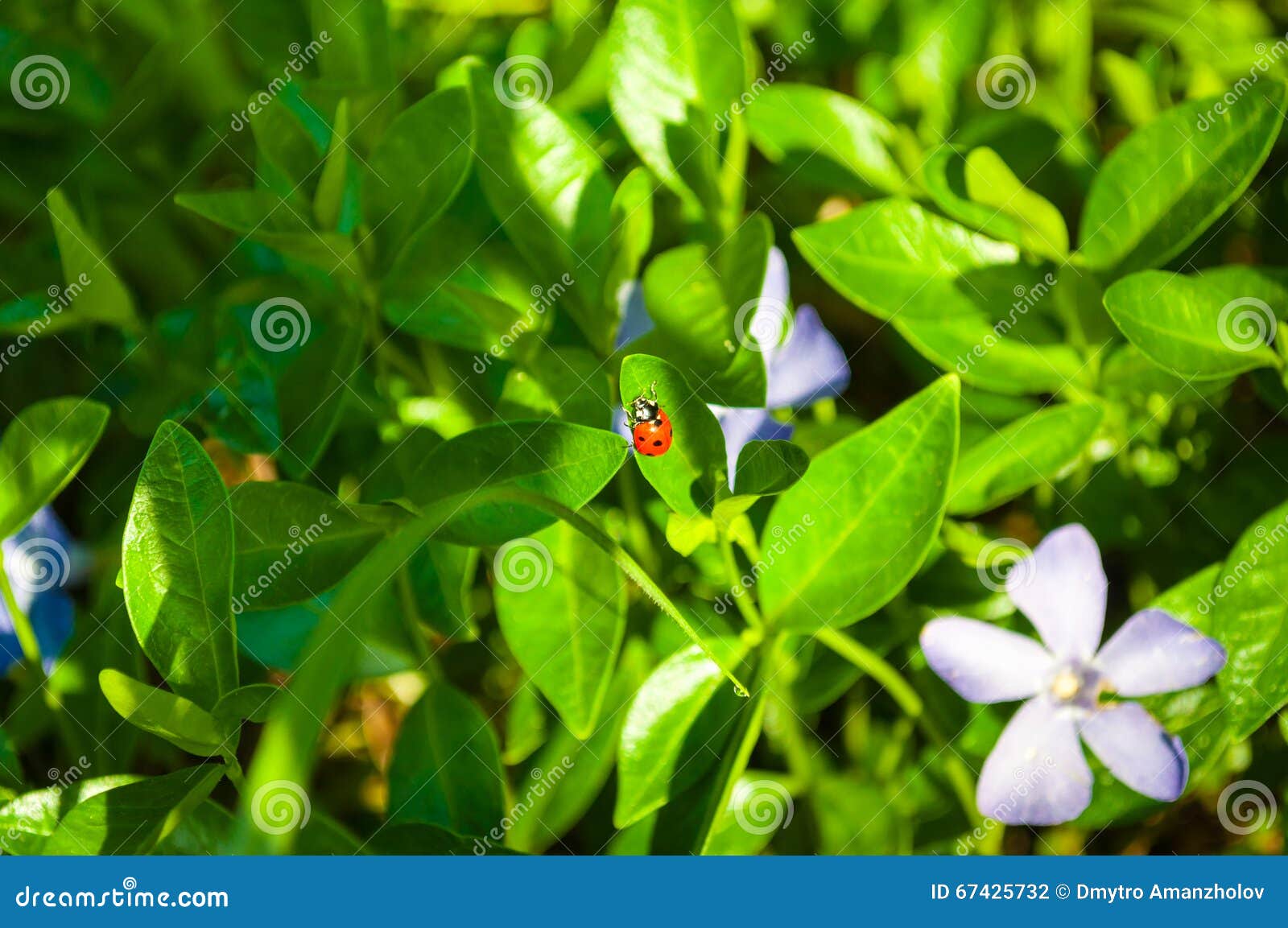 Periwinkle Growing in Natural Conditions Stock Photo Image of garden