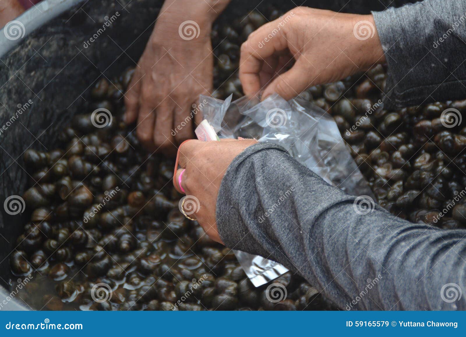 Periwinkle stock image. Image of soil, cooking, pick 59165579