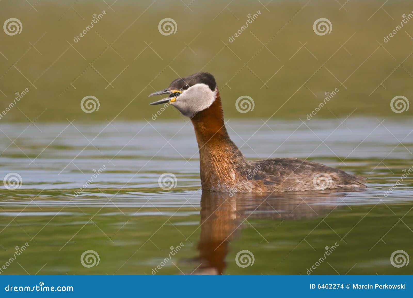 400d 400mm 5 6l kanonu perkoza czerwony z długą szyjką ptaka