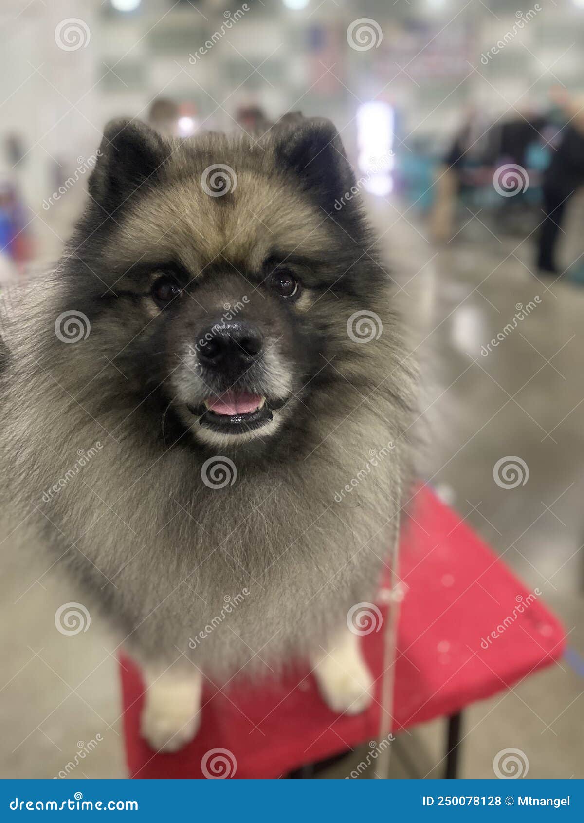 perky keeshond on top of grooming table