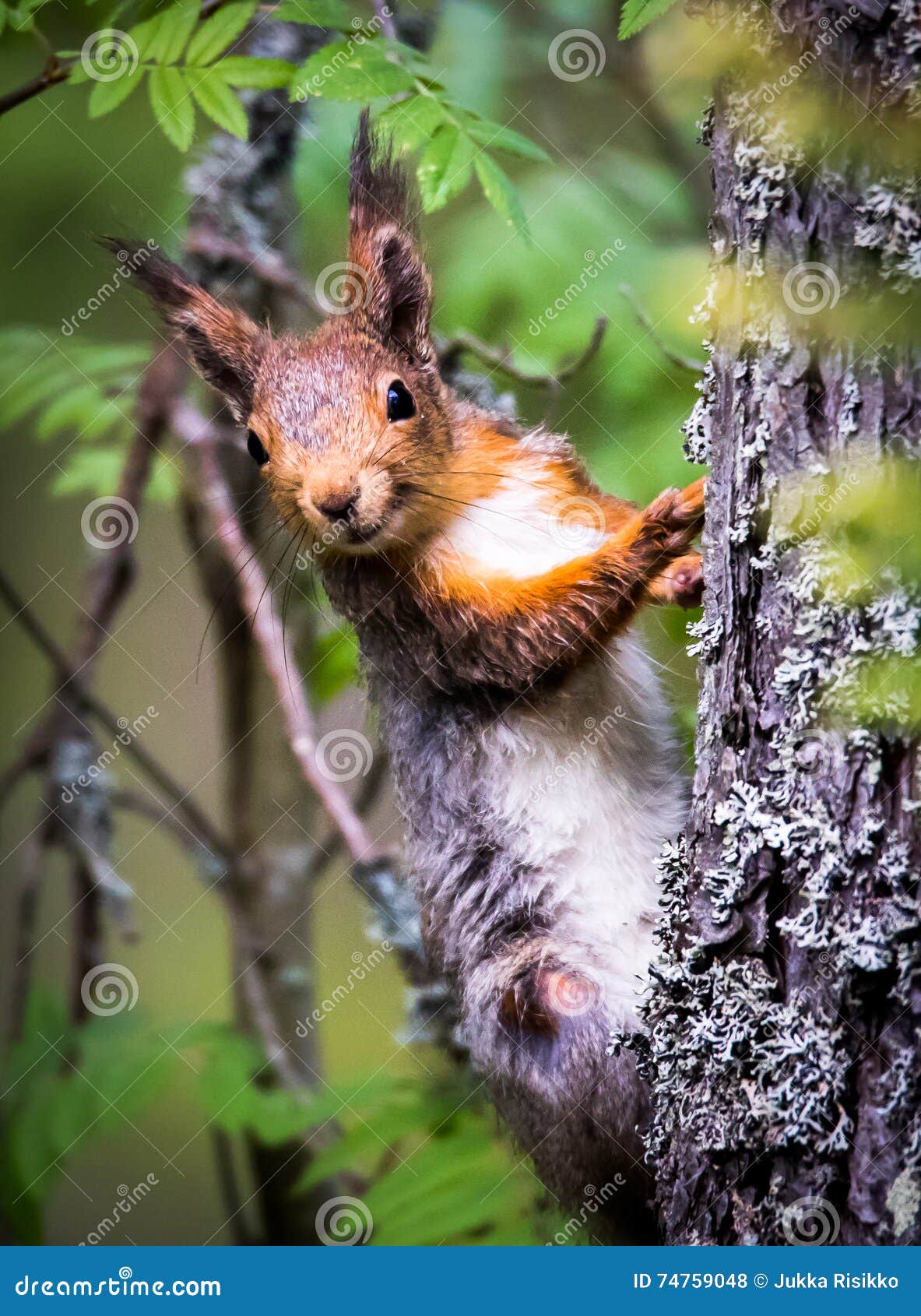 perky squirrel