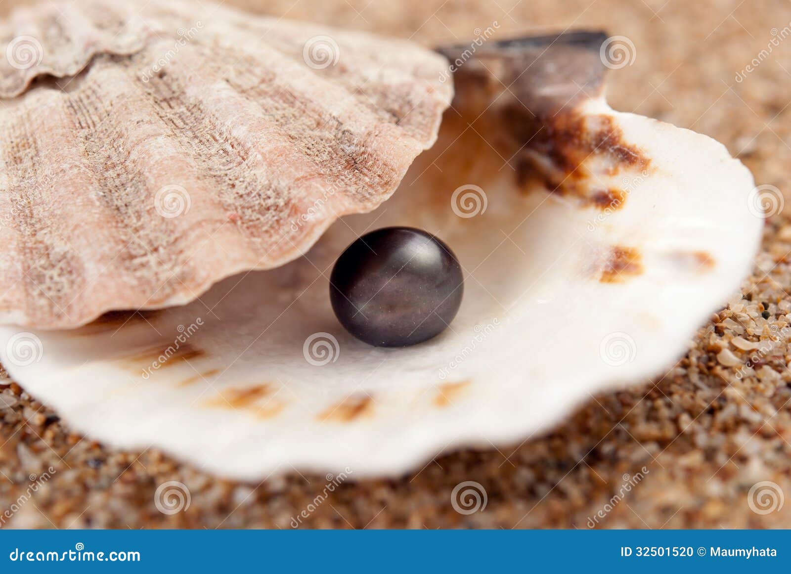 Perlas En Su Concha Perla en la concha marina foto de archivo. Imagen de playa - 32501520
