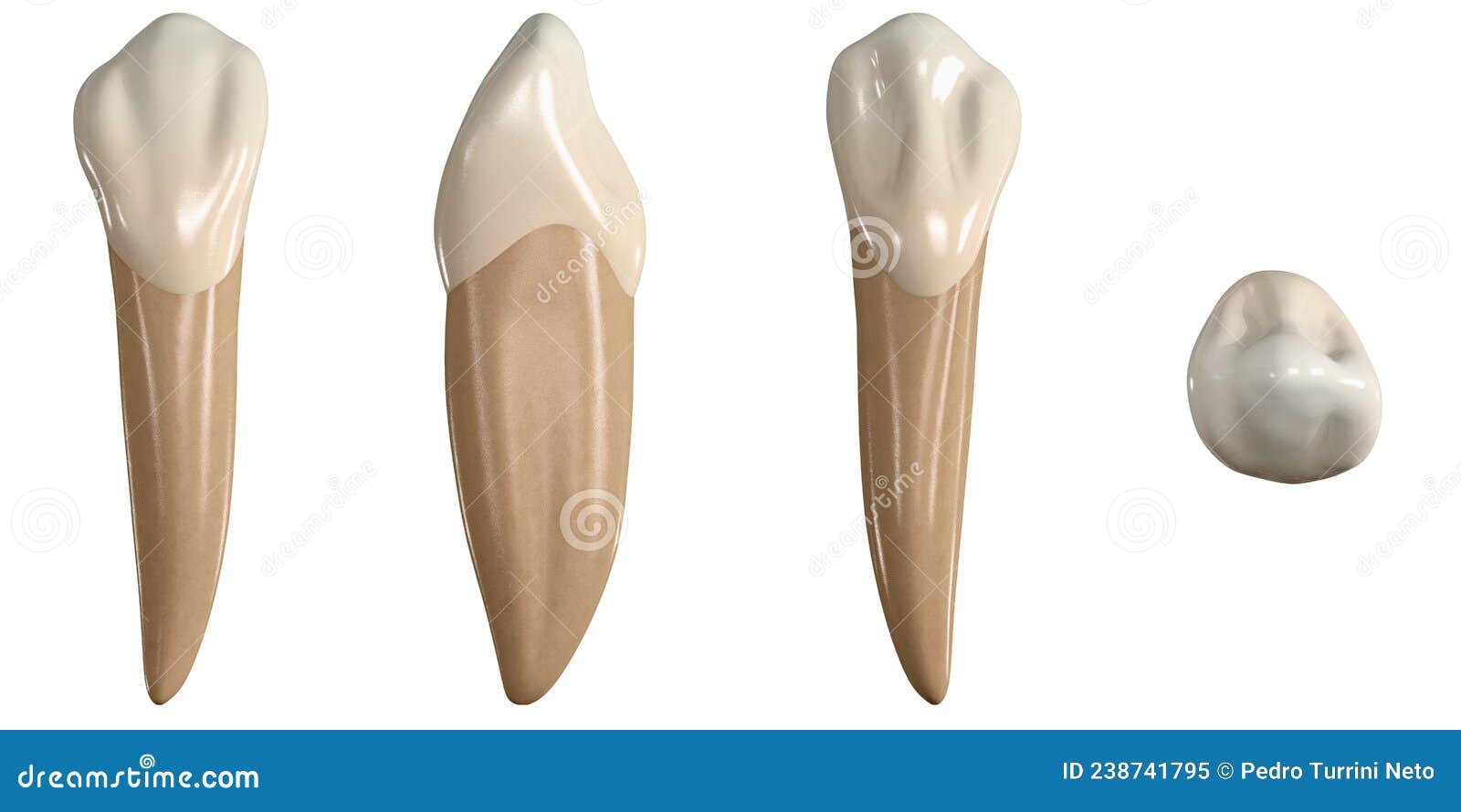 permanent lower canine tooth. 3d  of the anatomy of the mandibular canine tooth in buccal, proximal, lingual and occlu