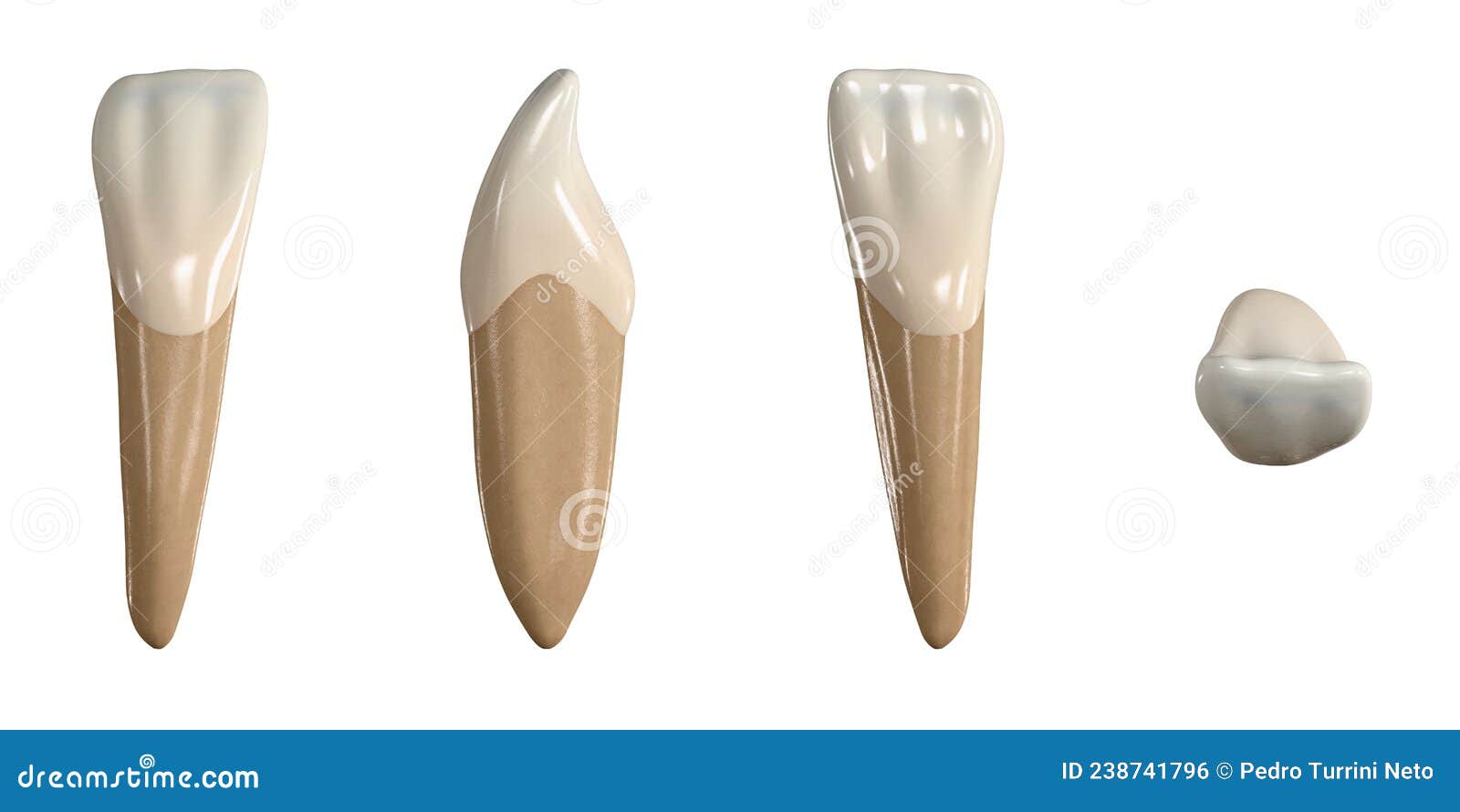 permanent lower lateral incisor tooth. 3d  of the anatomy of the mandibular lateral incisor tooth in buccal, proximal,
