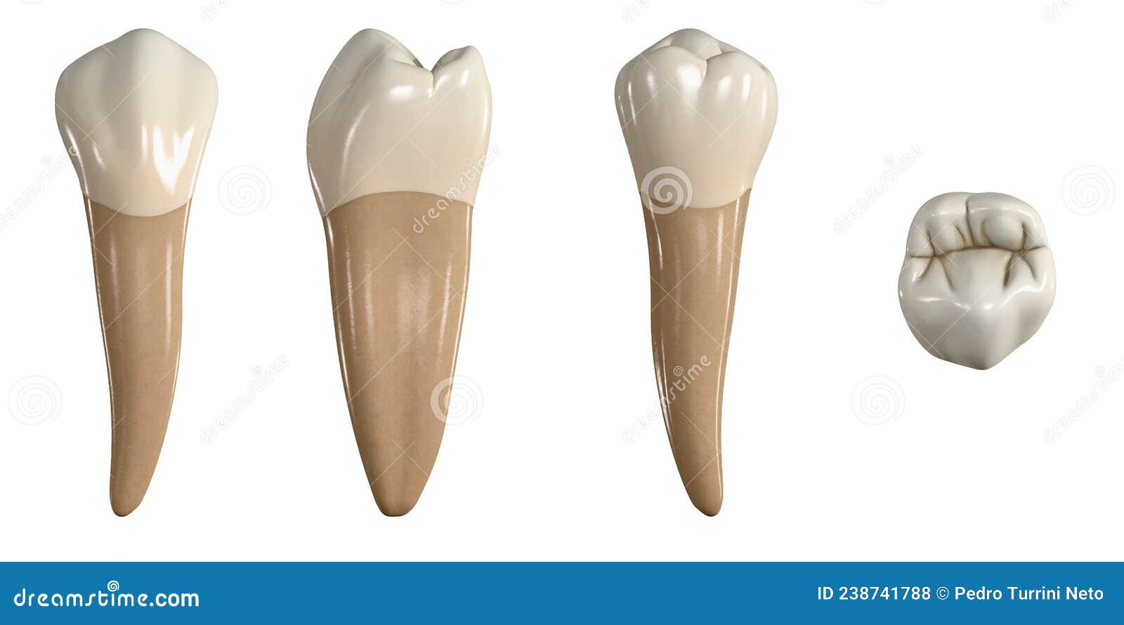 permanent lower second premolar tooth. 3d  of the anatomy of the mandibular second premolar tooth in buccal, proximal,