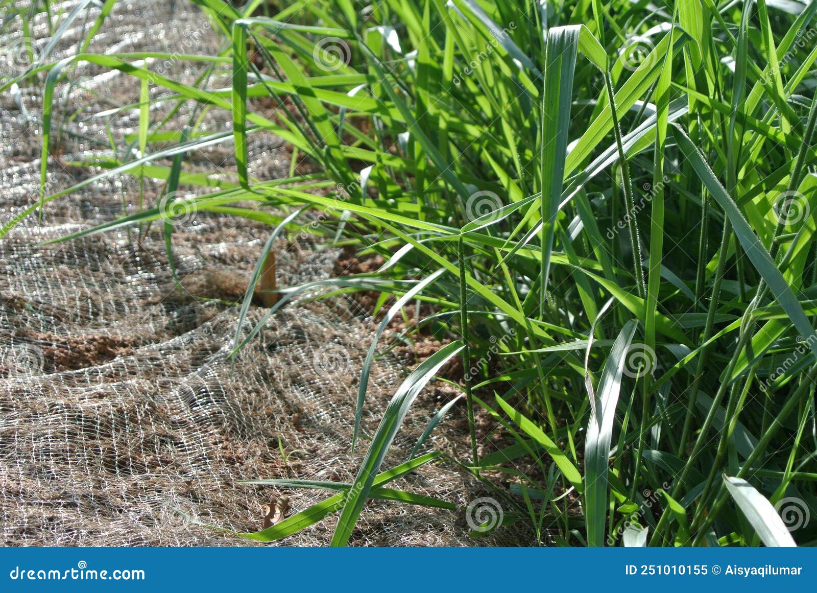 permanent slope protection with grass using the hydroseed method. the grass is used to stabilize the slope structure and prevent s