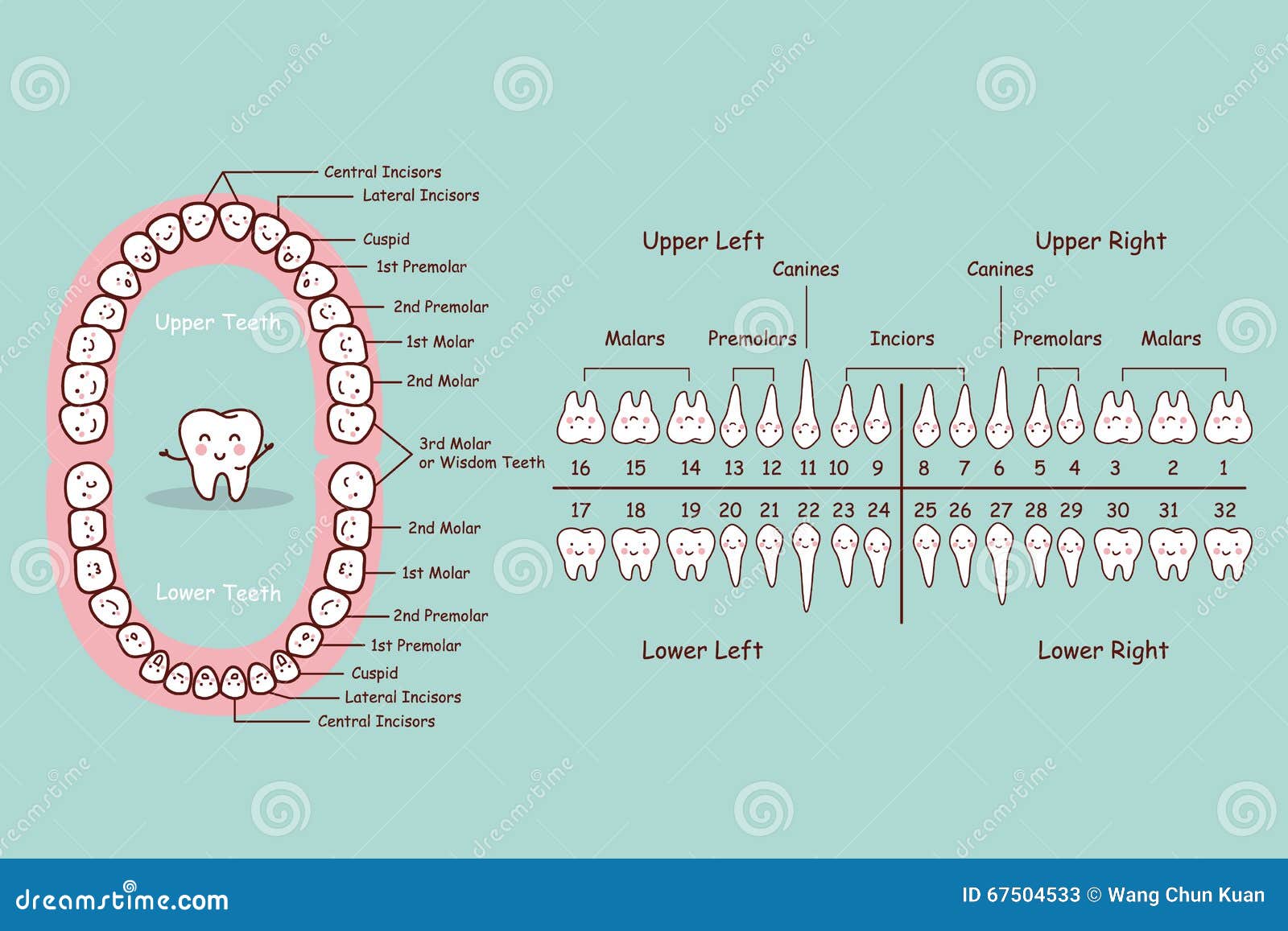 permanent-tooth-cartoon-chart-human-dental-anatomy-great-health-dental-care-concept-67504533.jpg
