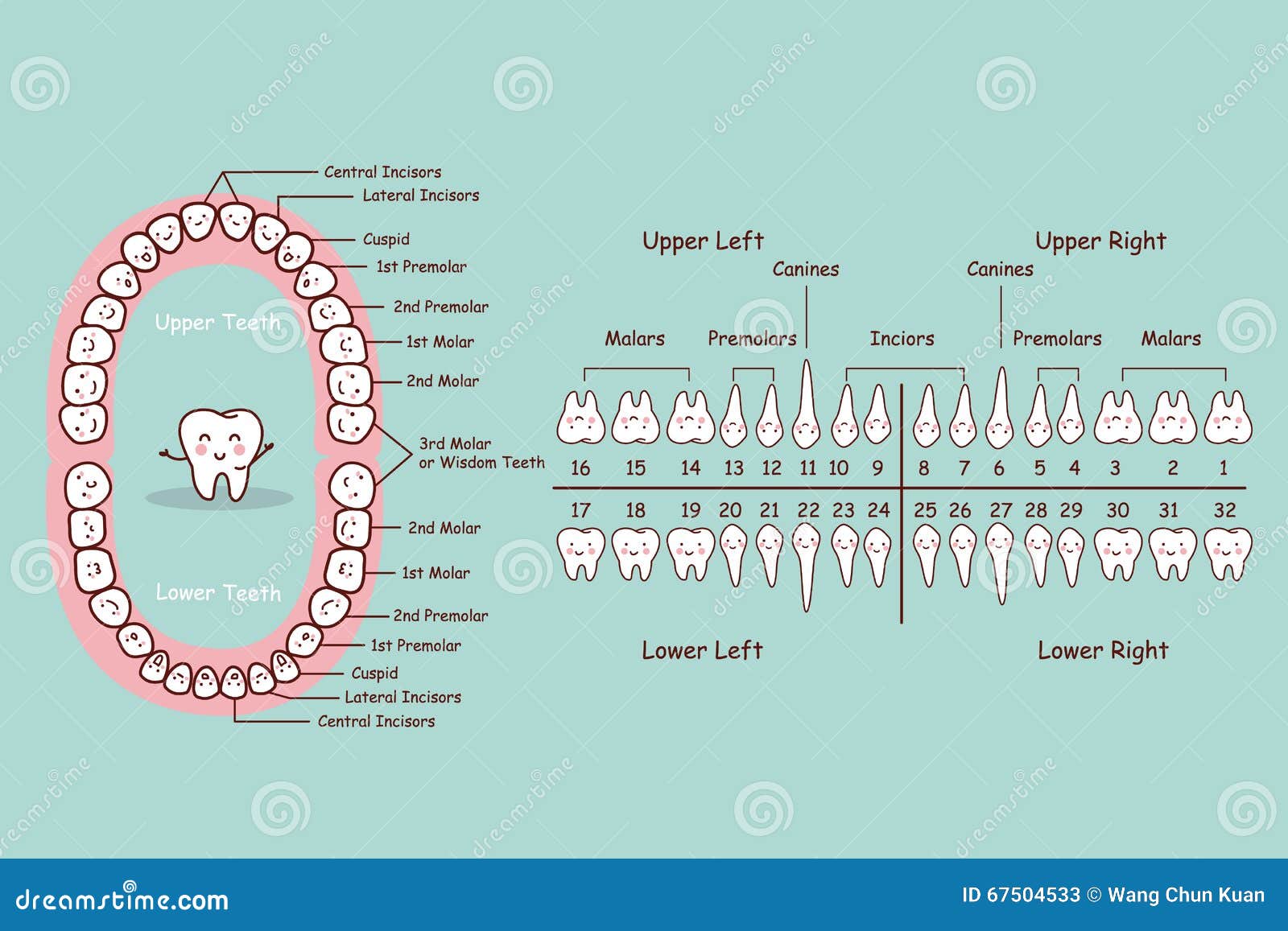 Permanent Teeth Chart