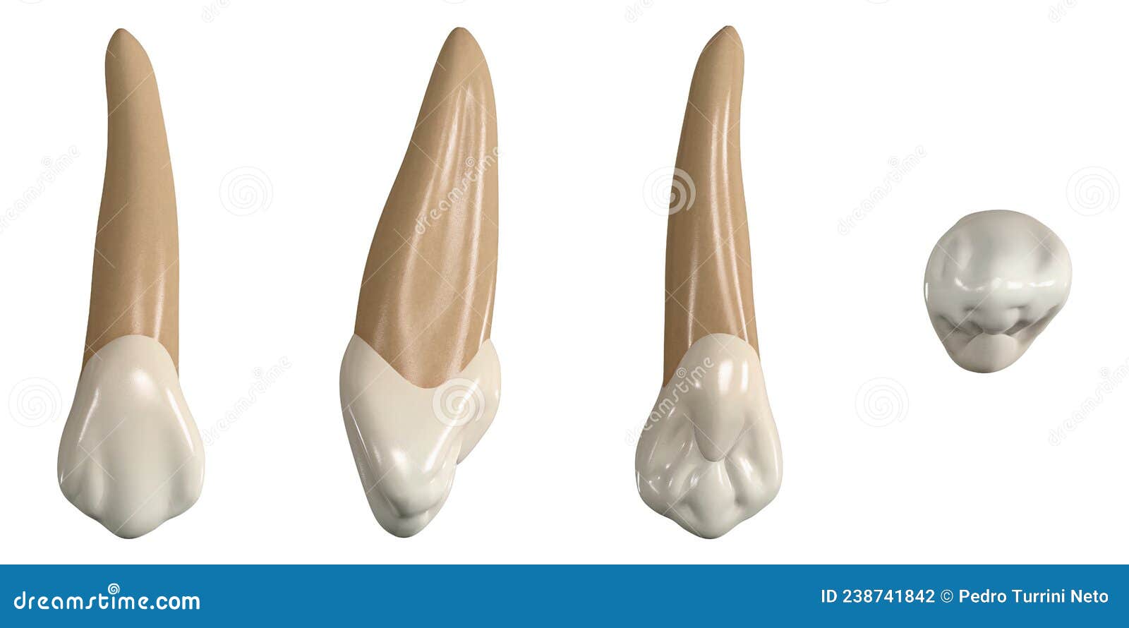 permanent upper canine tooth. 3d  of the anatomy of the maxillary canine tooth in buccal, proximal, lingual and occlus