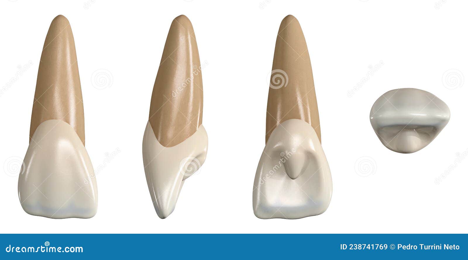 permanent upper central incisor tooth. 3d  of the anatomy of the maxillary central incisor tooth in buccal, proximal,