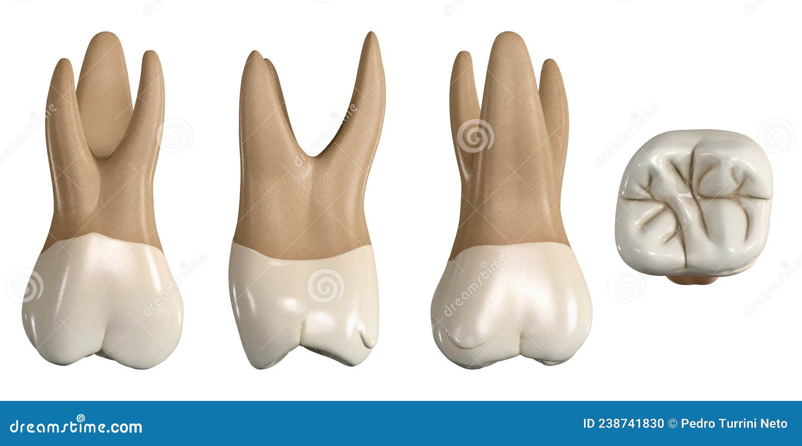permanent upper first molar tooth. 3d  of the anatomy of the maxillary first molar tooth in buccal, proximal, lingual
