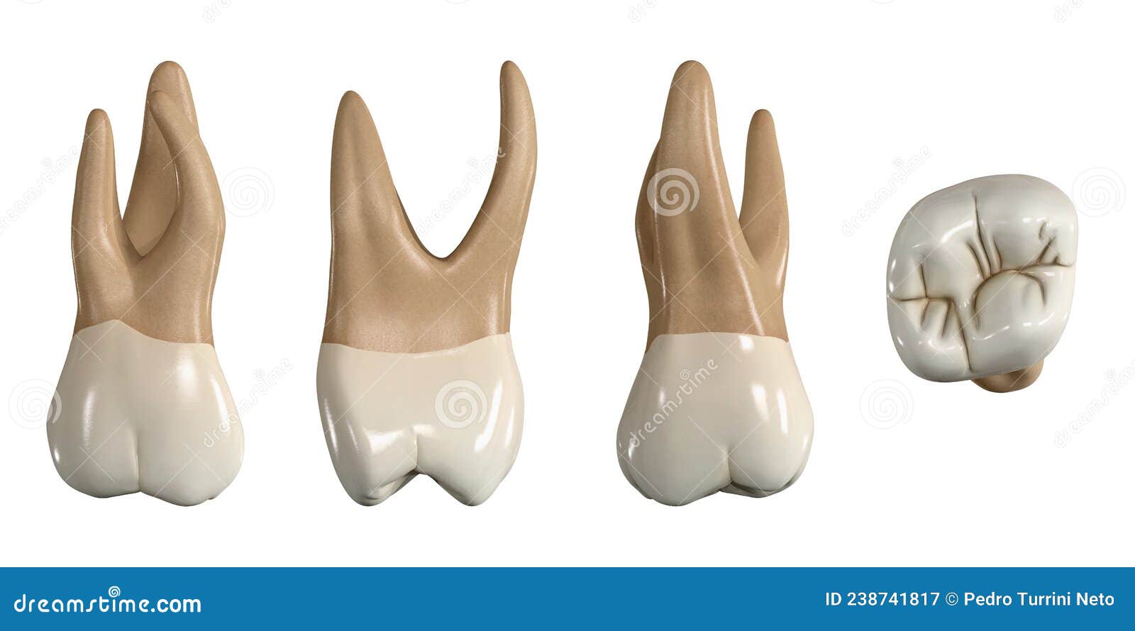 permanent upper second molar tooth. 3d  of the anatomy of the maxillary second molar tooth in buccal, proximal, lingua