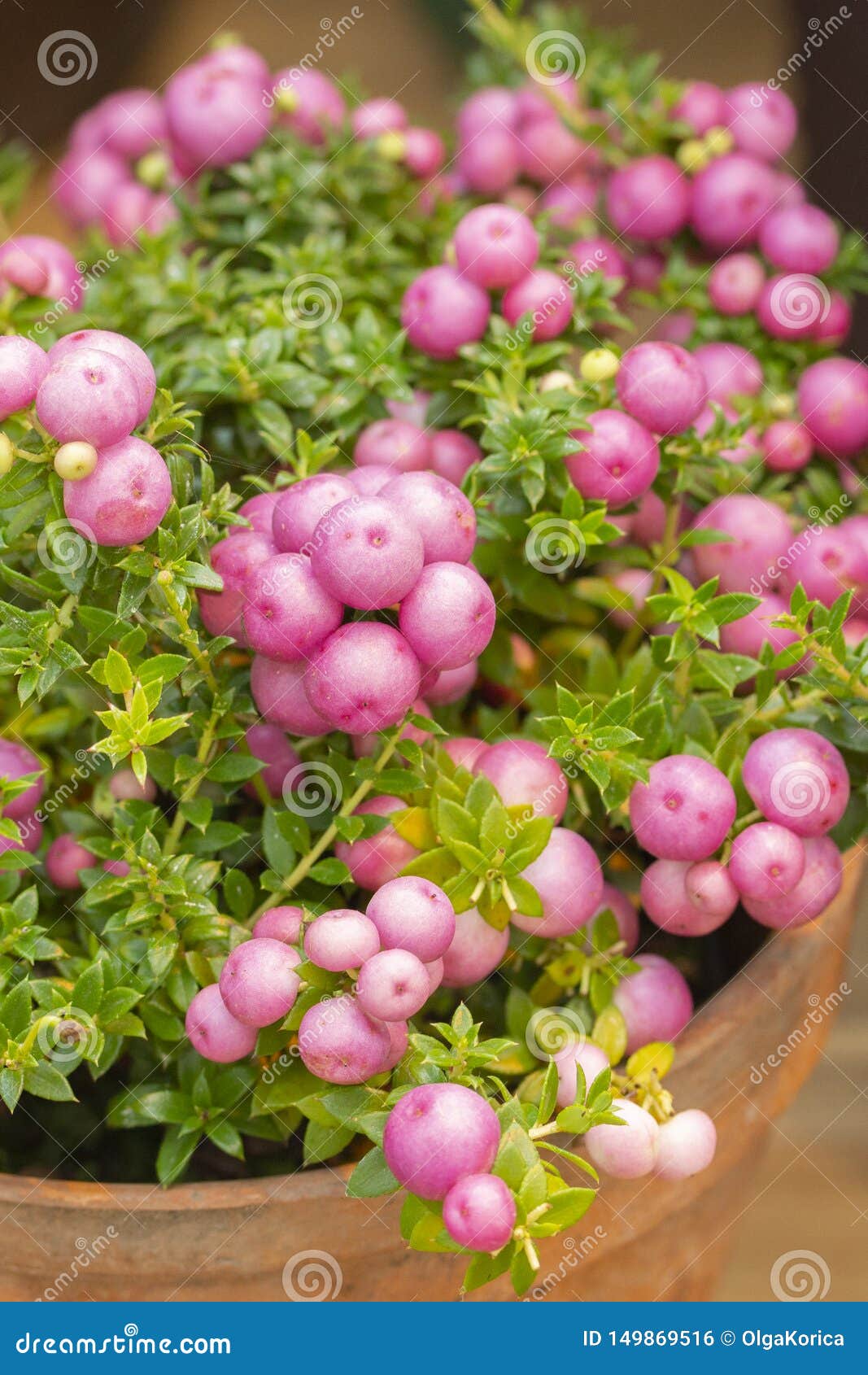 pernettya gaulteriya pinkberry berry. decorative evergreen shrub of the heather family. pernettya fruits are pink white purple.