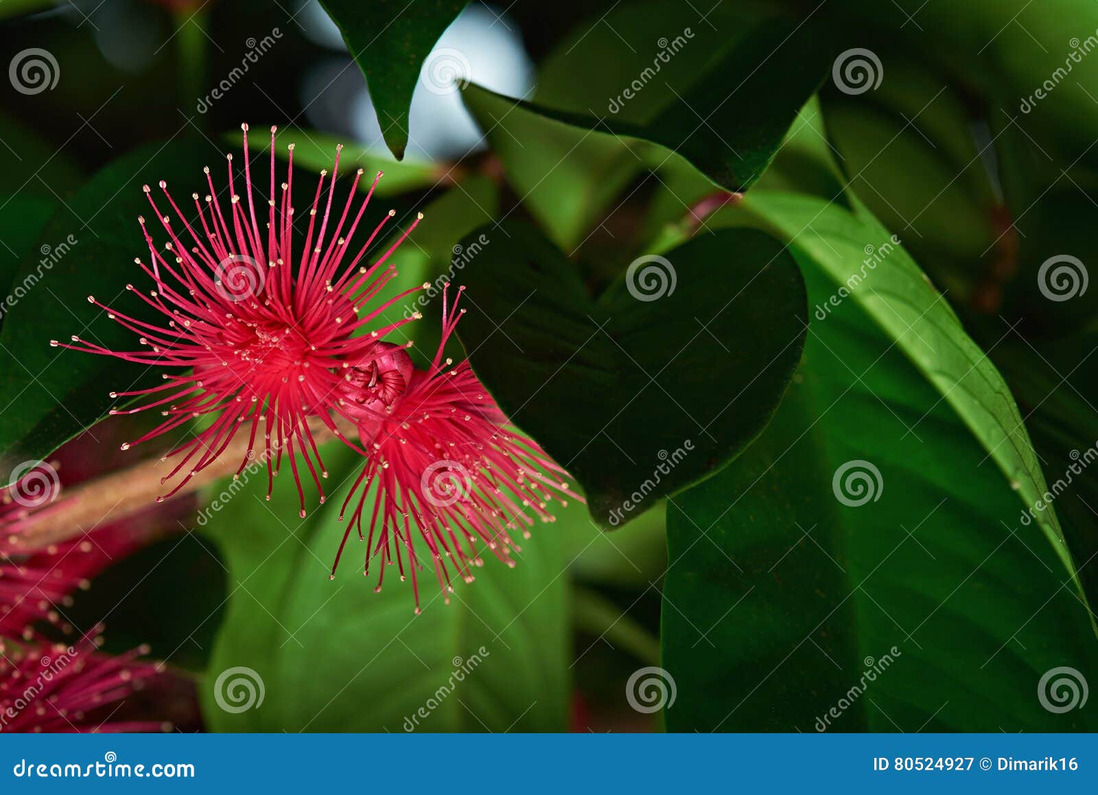 perote flower on branch