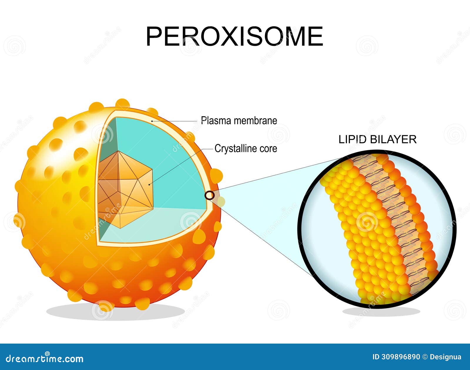 peroxisome anatomy. cross section of a cell organelle
