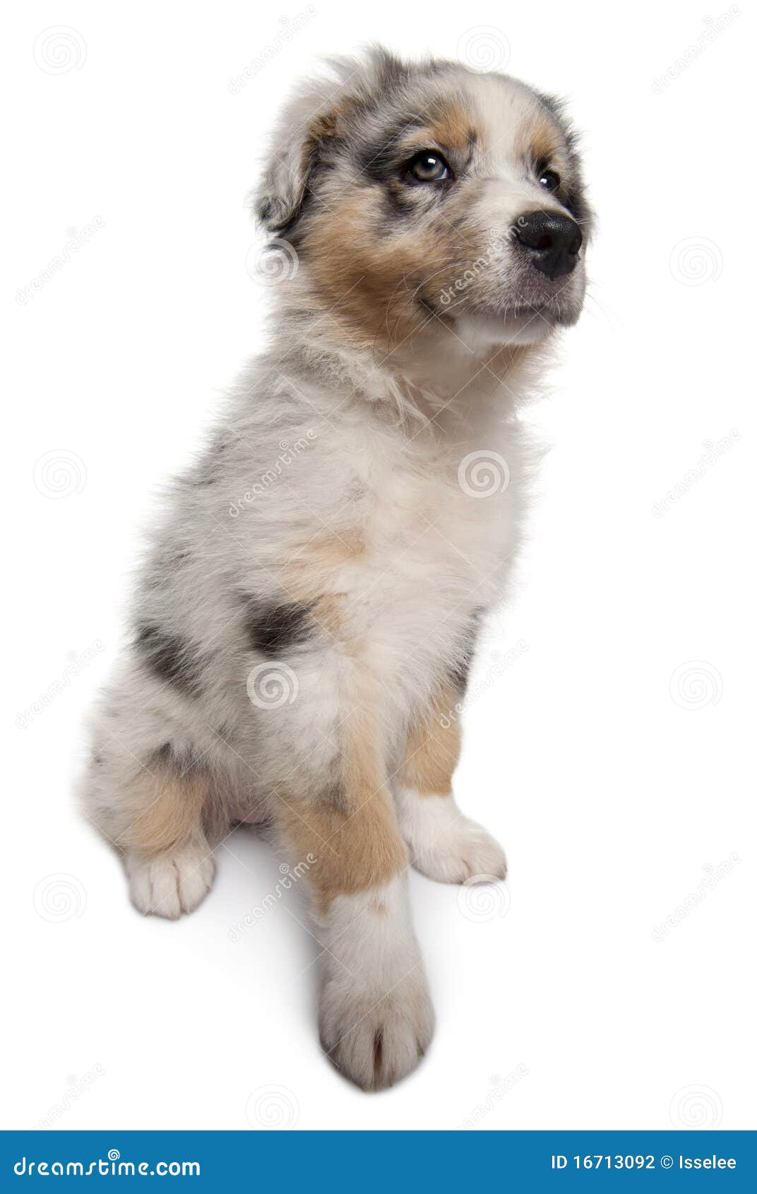 Cachorro Pastor Australiano Blue Merle Foto de archivo - Imagen de animal,  aislado: 16713092, image size:1072x1690