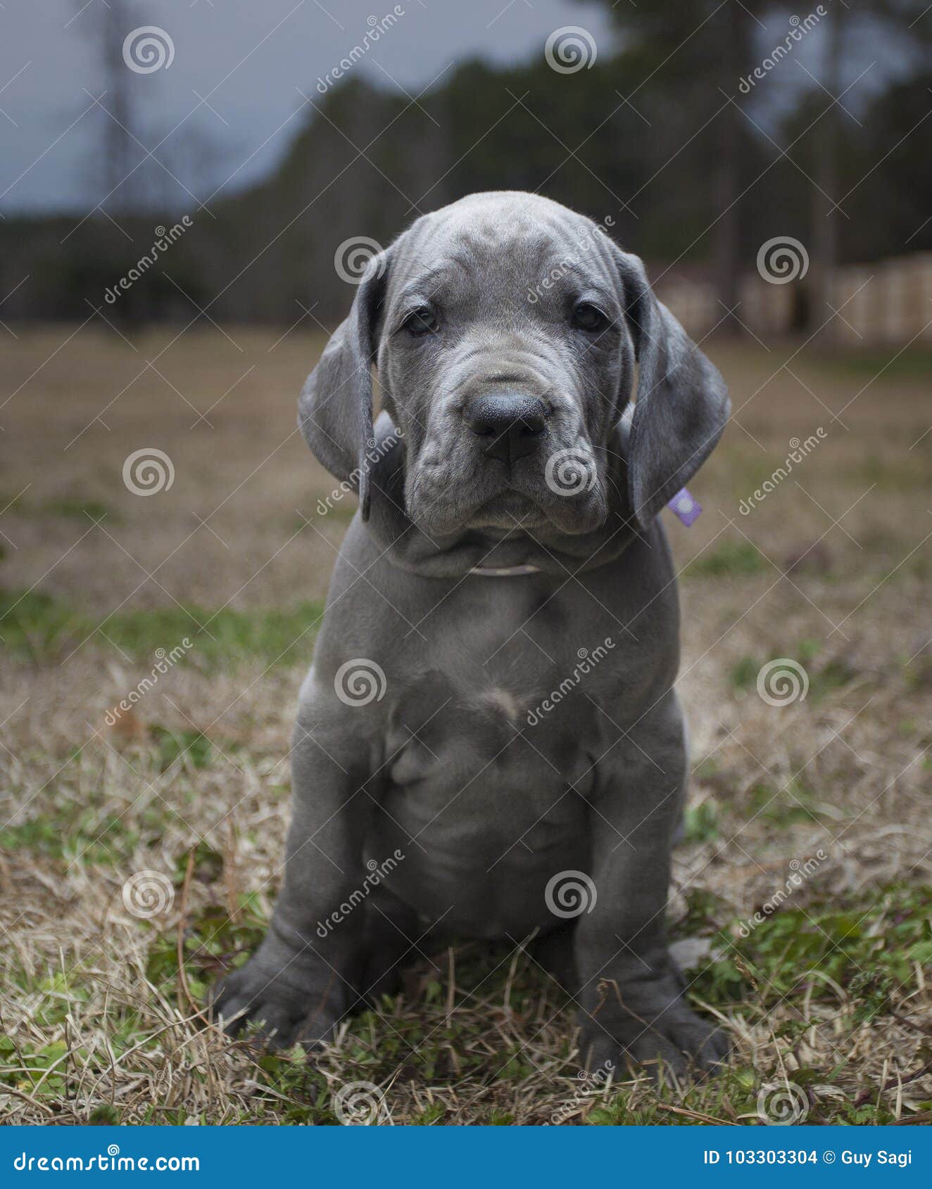 Perrito Azul Del Gran Danés Foto de archivo - Imagen de barbas, ojos:  103303304, image size:1324x1690