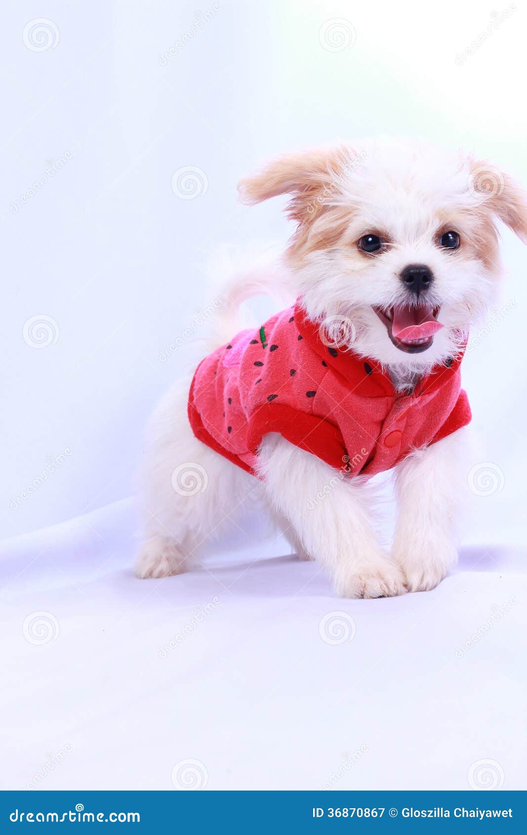 Perrito Blanco Del Caniche Que Lleva Una Camisa Roja. Aislado En Parte Posterior Del Blanco Imagen de archivo Imagen de purebred: 36870867