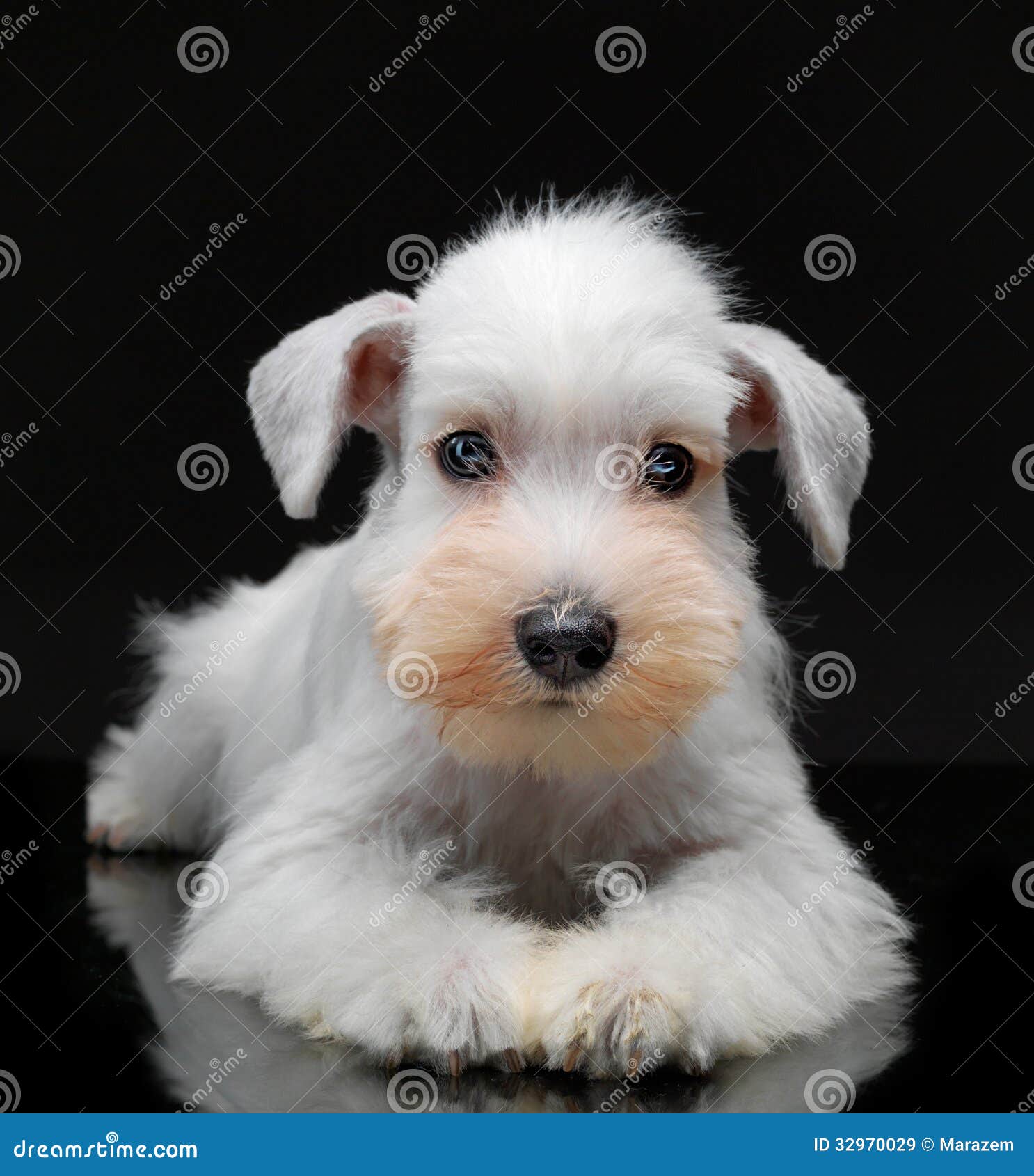 Perrito Blanco Del Schnauzer Miniatura Imagen de archivo - Imagen de poco,  perro: 32970029, image size:1486x1690