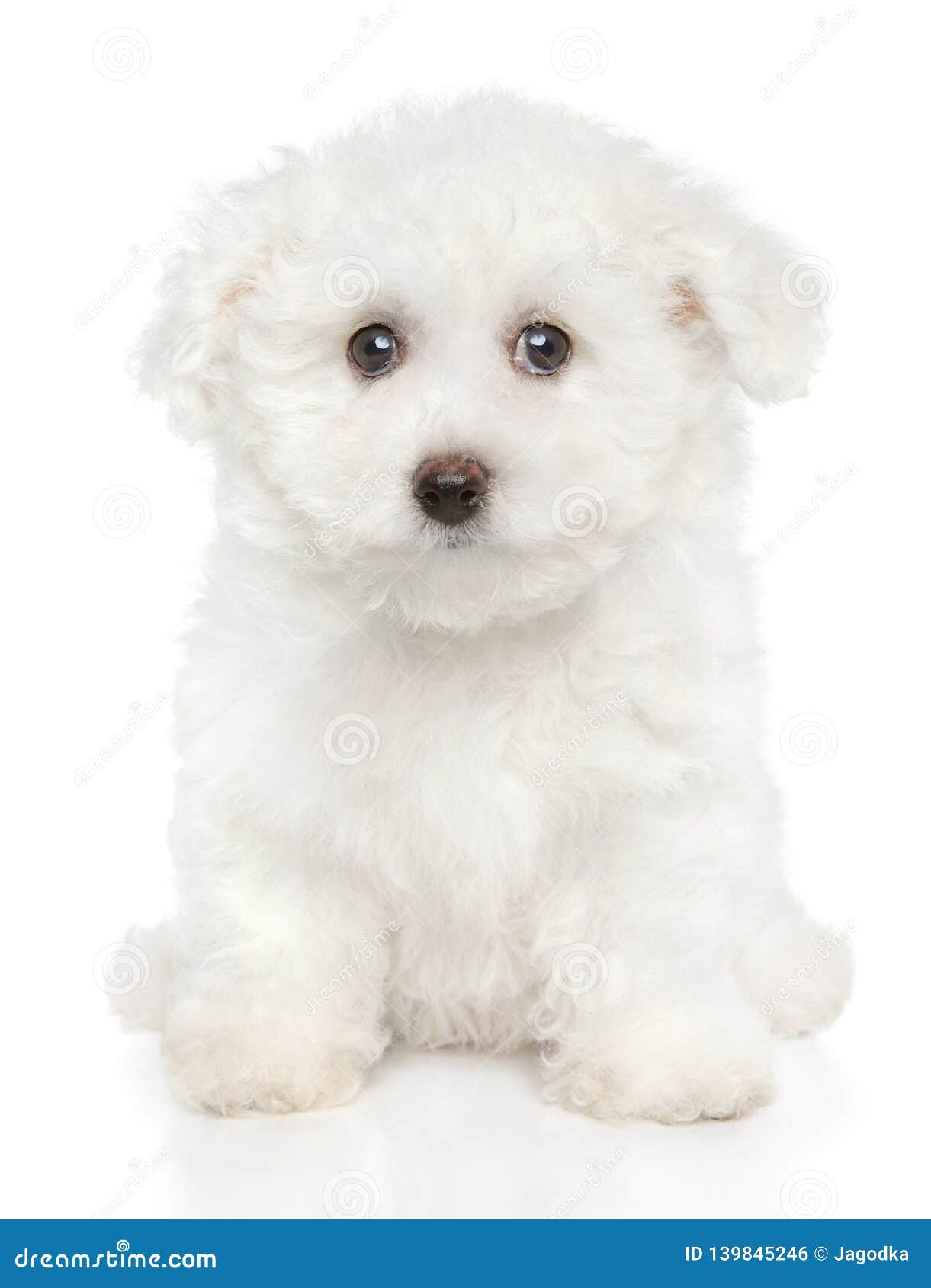 Perrito De Bichon Frise En El Fondo Blanco Foto De Archivo Imagen De Juguete Estudio Perrito De Bichon Frise En El Fondo Blanco Foto De Archivo Imagen De Juguete Estudio