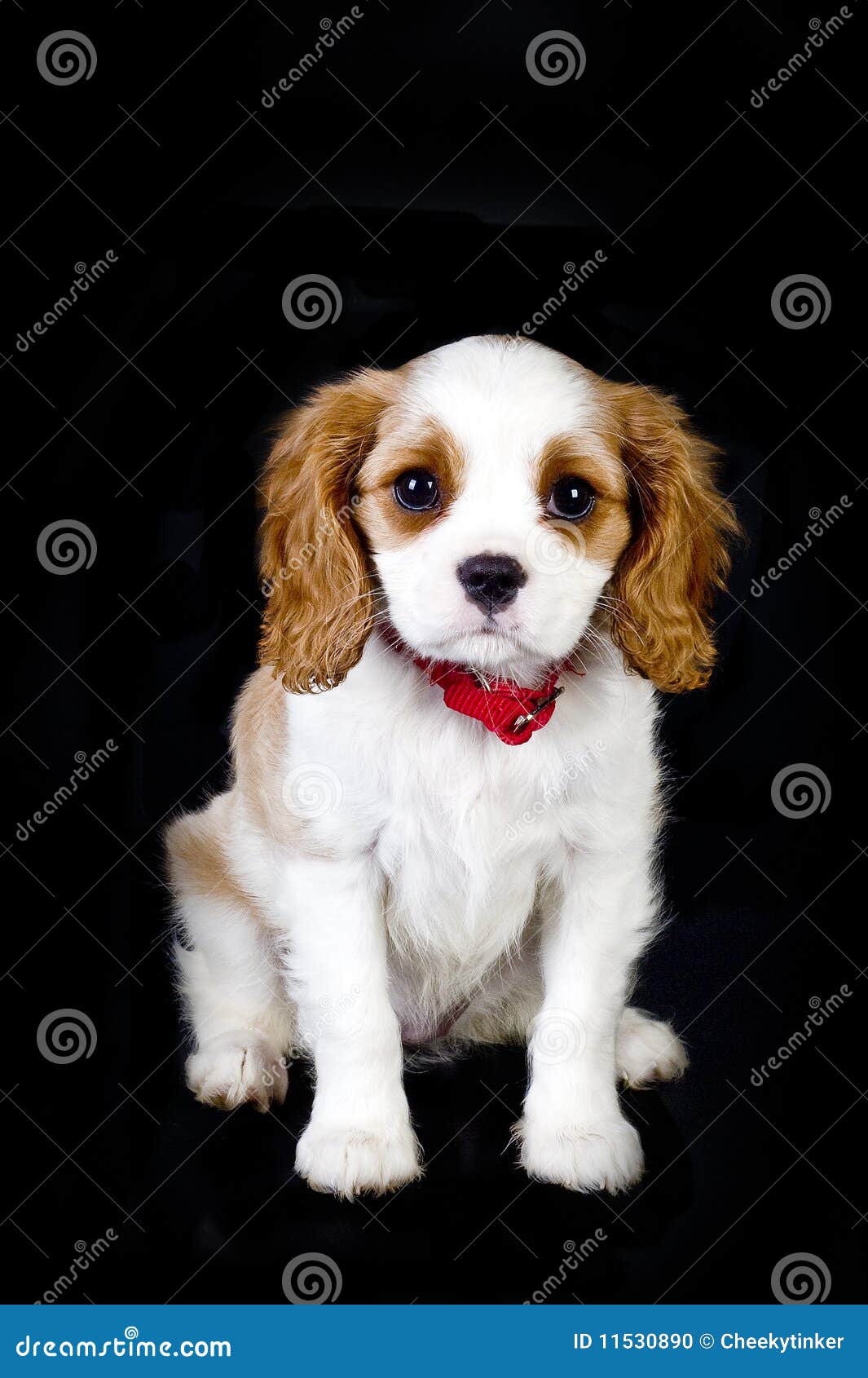 Perrito de Blenheim foto de archivo. Imagen de animal 11530890