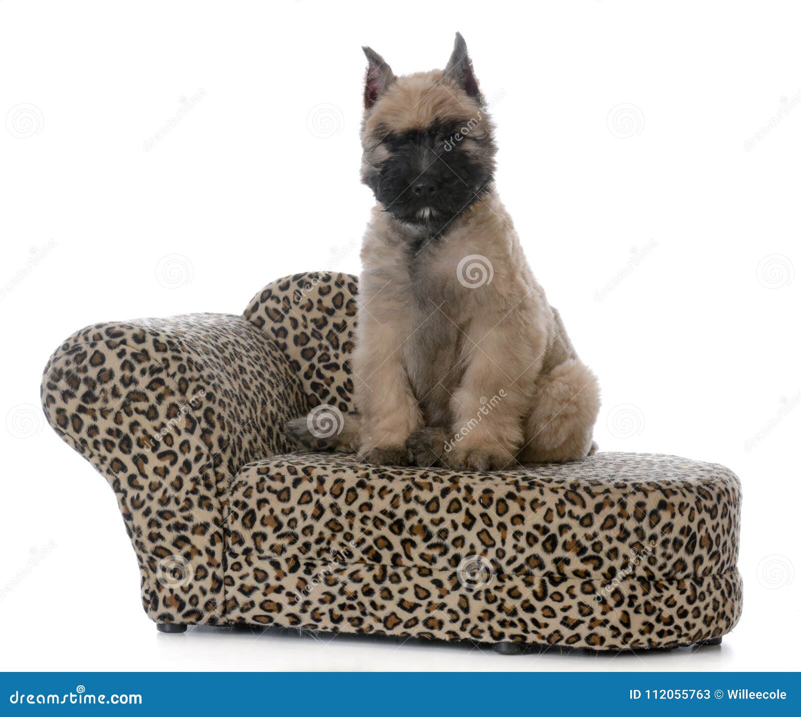 bouvier sofa