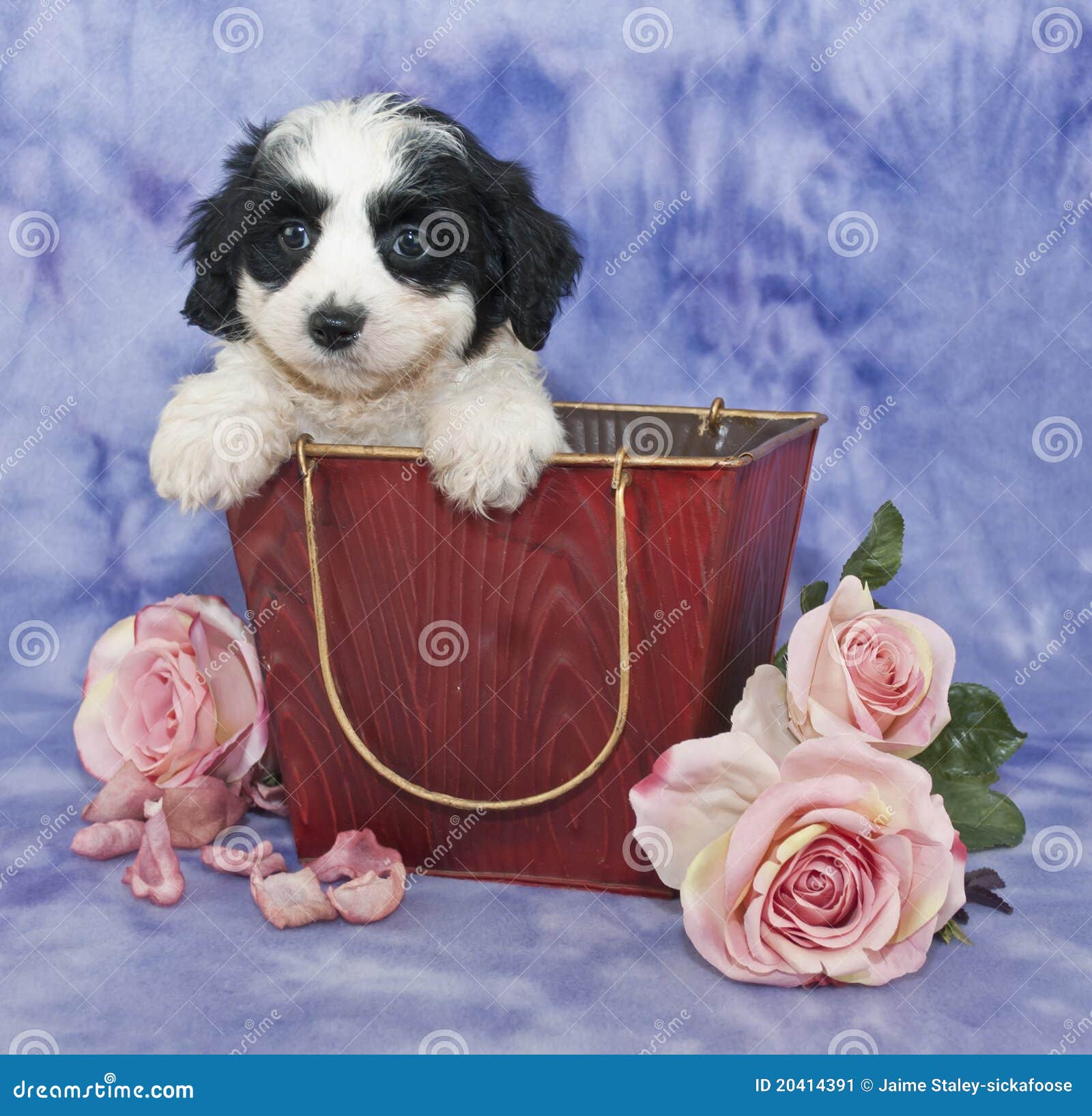 Perrito de Cavachon imagen de archivo. Imagen de canino - 20414391, image size:1600x1636