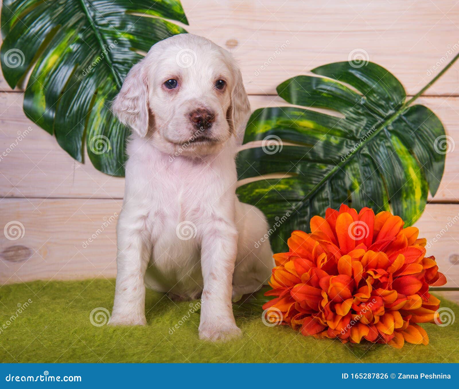 Perrito De Coser Inglés Con Flores De Fondo Verde Foto de archivo - Imagen  de hojas, verde: 165287826