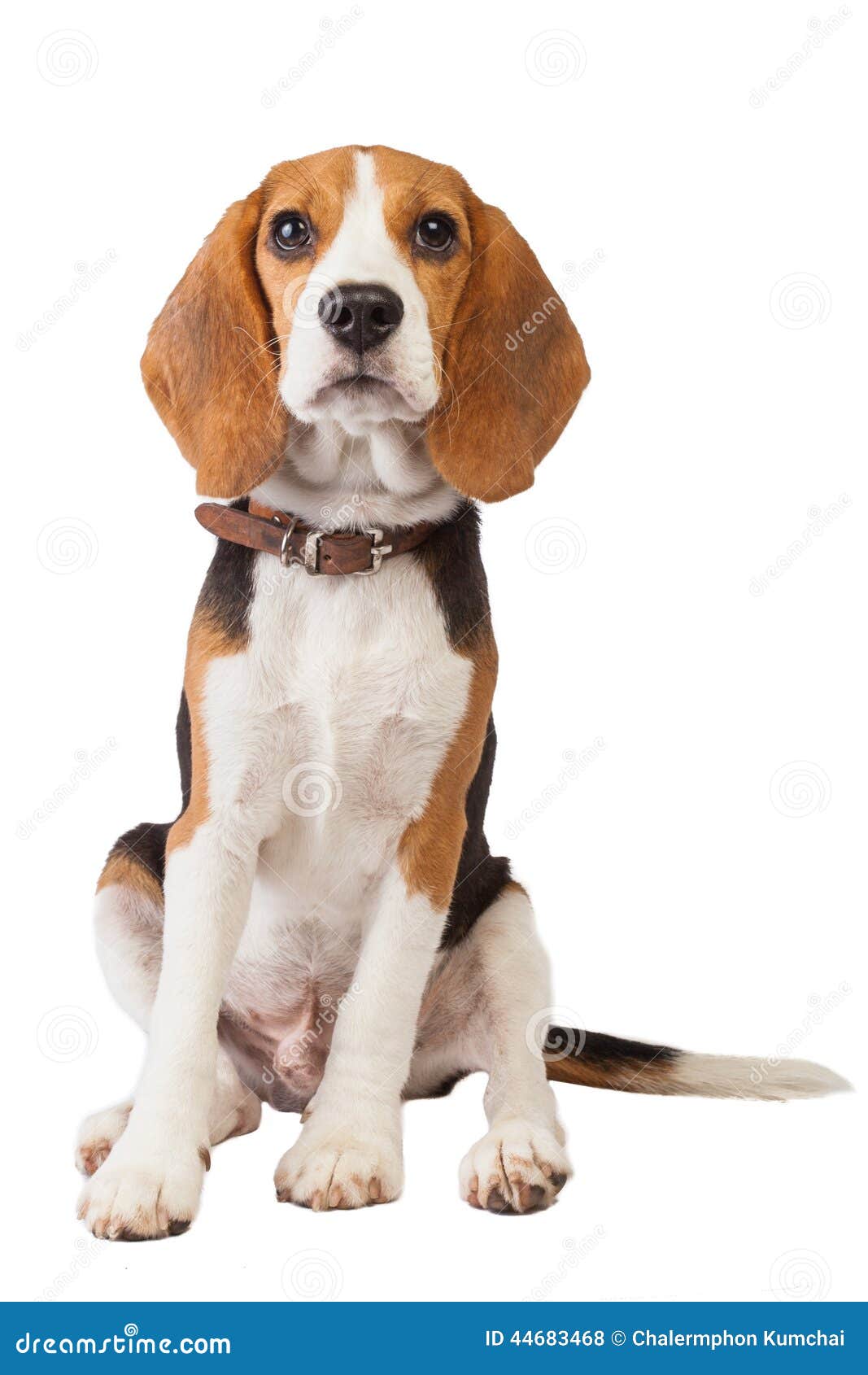 Perrito Del Beagle Sobre El Fondo Blanco Foto de archivo - Imagen de  frondoso, estudio: 44683468