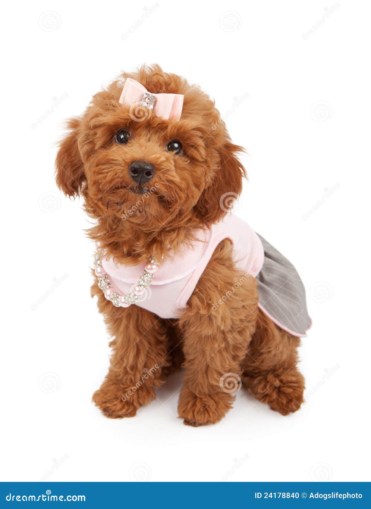 210 Caniche Recien Nacido Fotos Libres De Derechos Y Gratuitas De Dreamstime 210 Caniche Recien Nacido Fotos Libres De Derechos Y Gratuitas De Dreamstime
