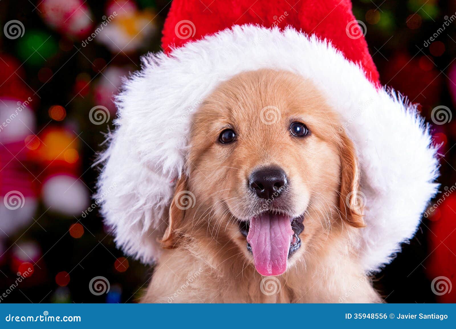 Perrito del golden retriever del perro de Christhmas. Un perrito del golden retriever que sonríe con el sombrero del dsanta