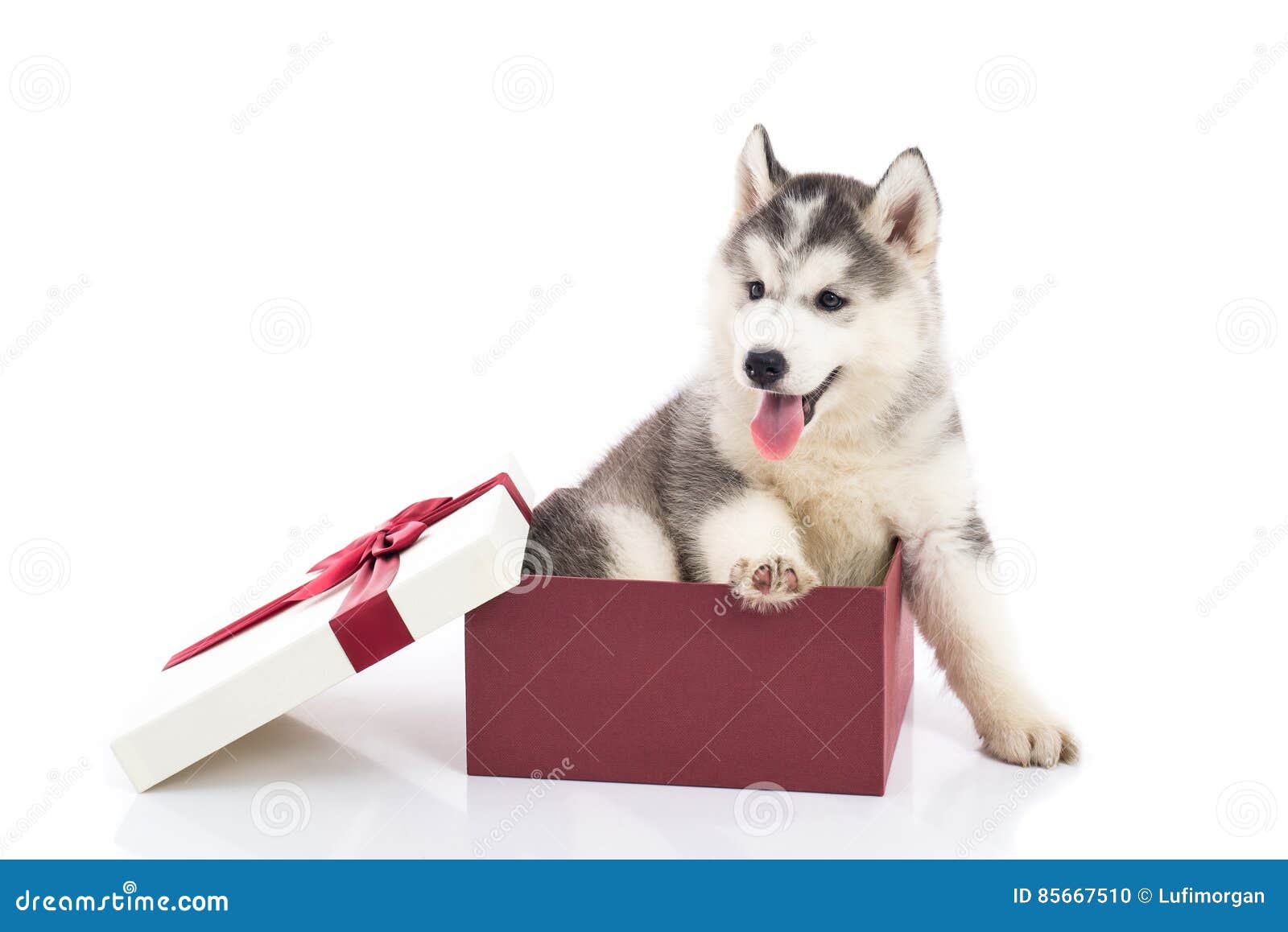 bandera alegría America Perrito Del Husky Siberiano Que Se Sienta En Una Caja De Regalo Foto de archivo - Imagen de animal, amistad: 85667510 bandera alegría America Perrito Del Husky Siberiano Que Se Sienta En Una Caja De Regalo Foto de archivo - Imagen de animal, amistad: 85667510