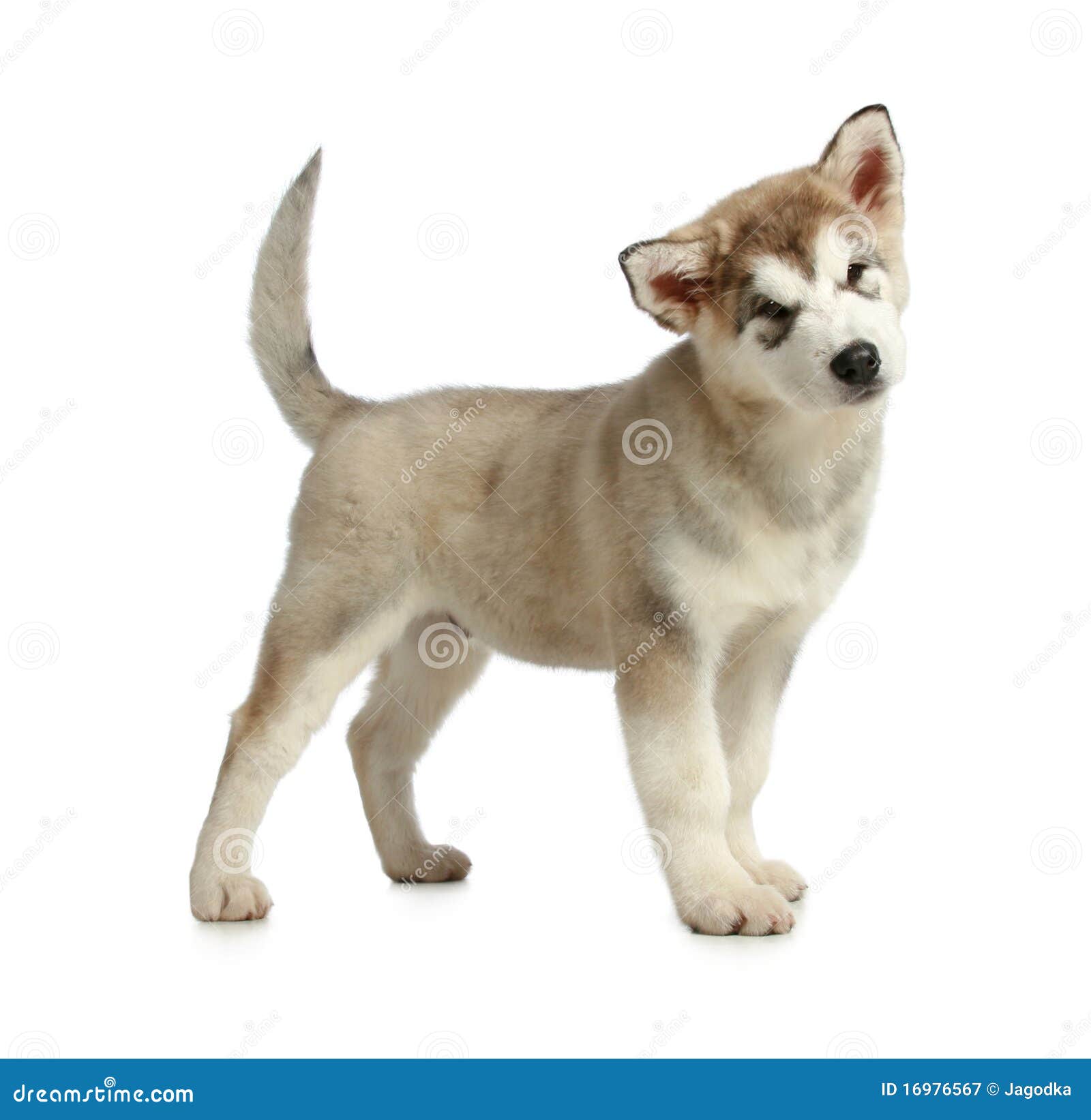 Cachorro Malamute (3 Meses) Imagen de archivo - Imagen de poco, perro:  16976567, image size:1600x1643