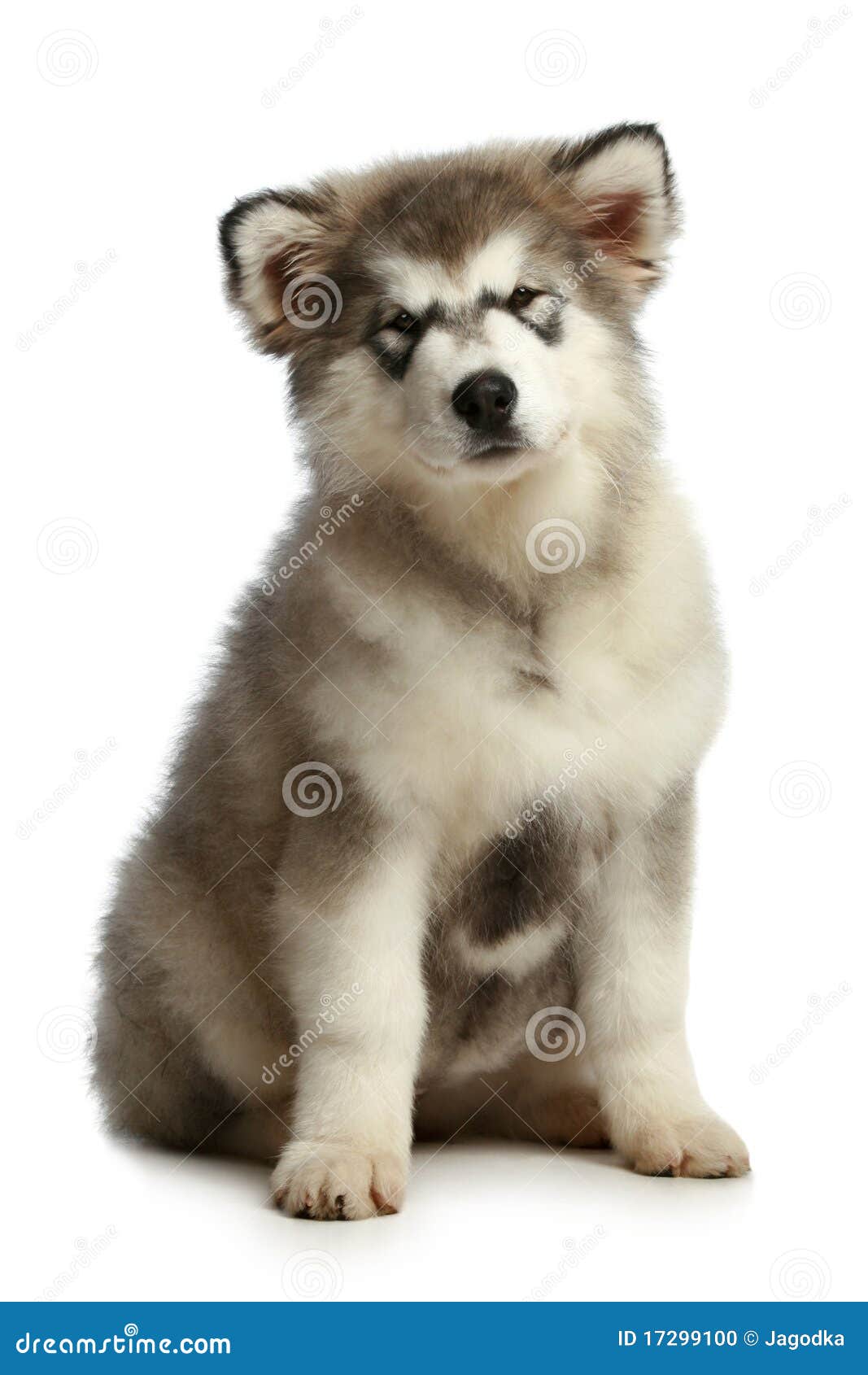 Cachorro De Alaskan Malamute Foto de archivo - Imagen de fornido, peludo:  17299100, image size:1067x1690
