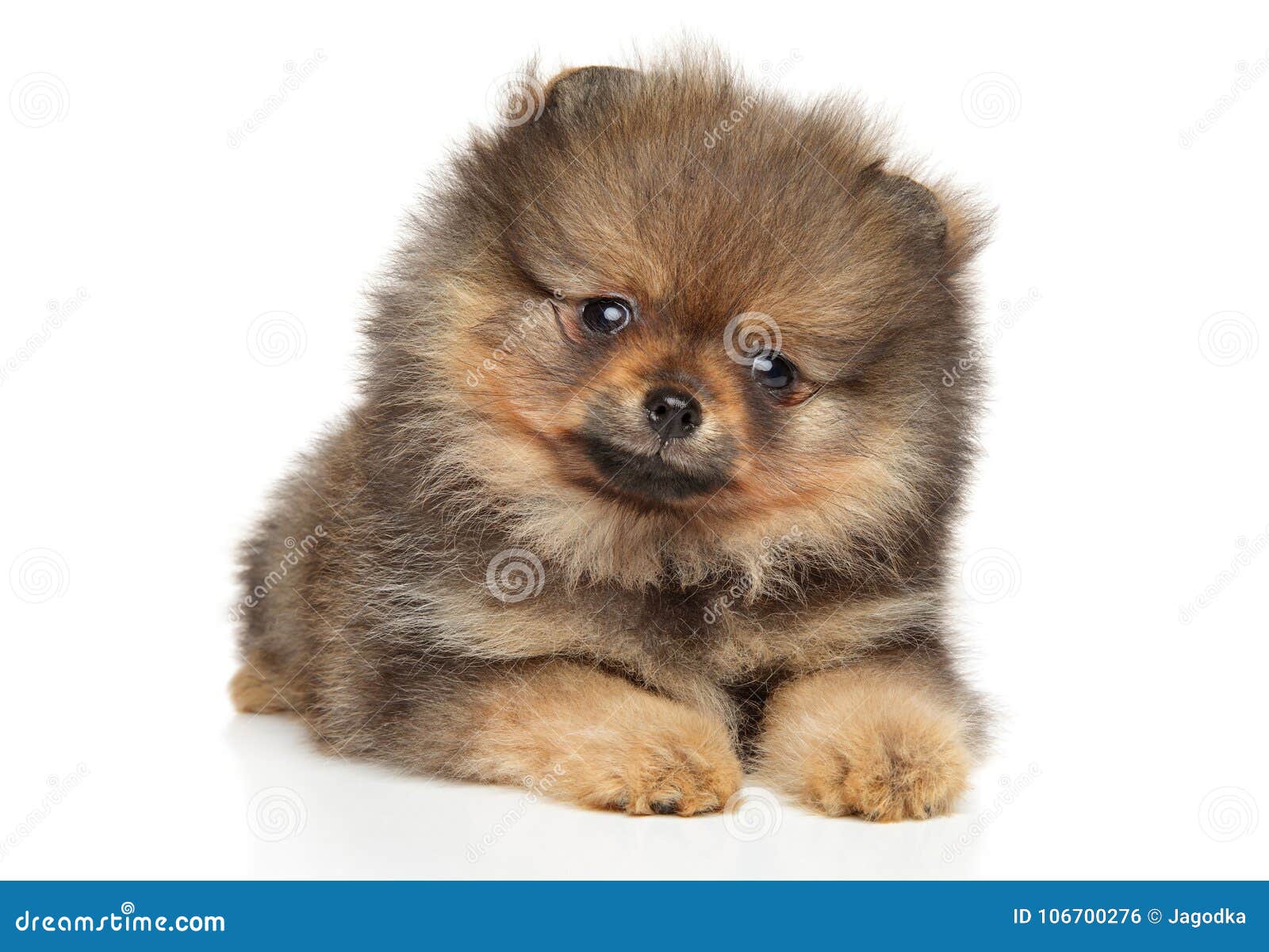 Cute Perros Pomerania Bebes