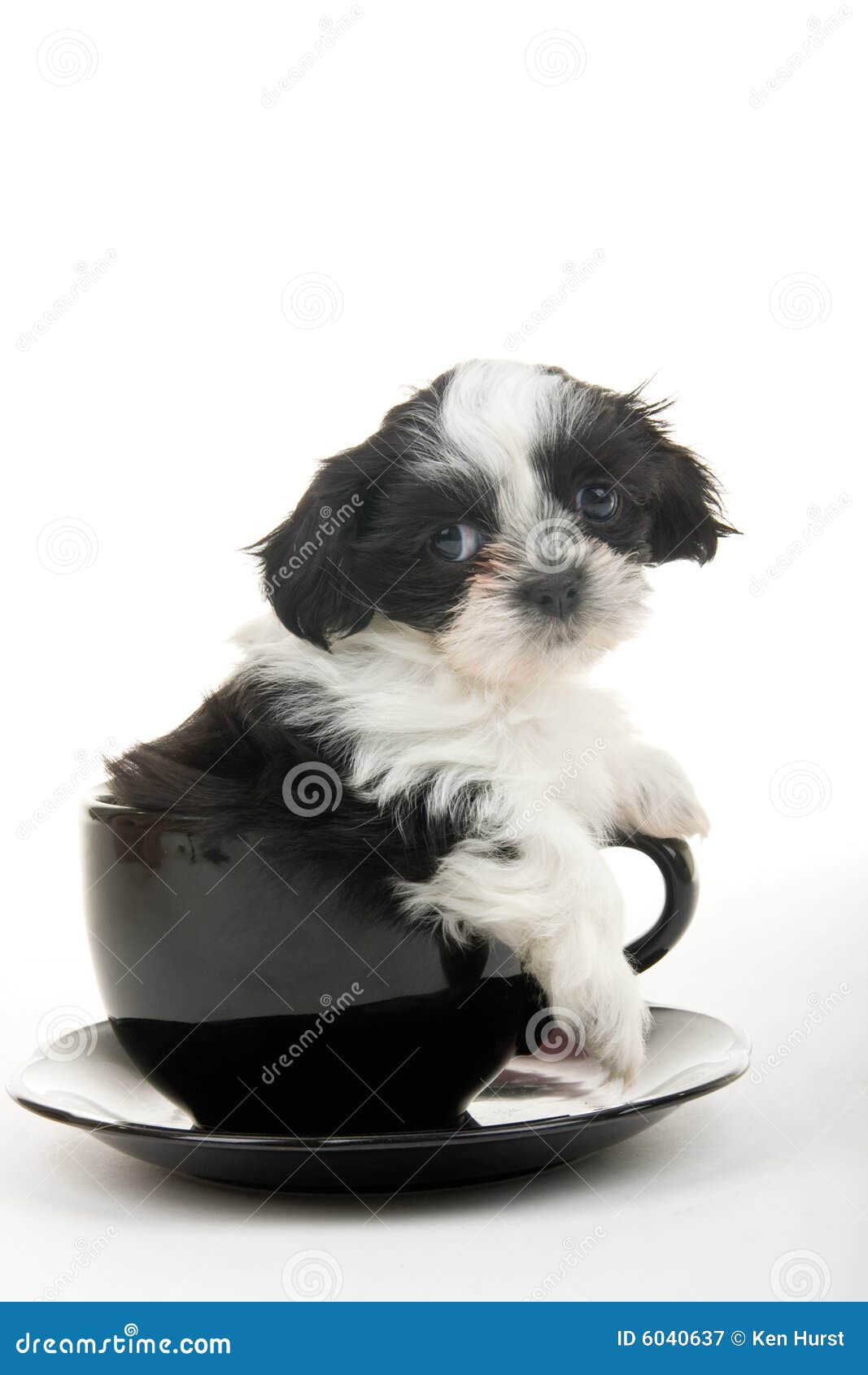Cachorro en una Taza imagen de archivo. Imagen de taza - 6040637, image size:1067x1690