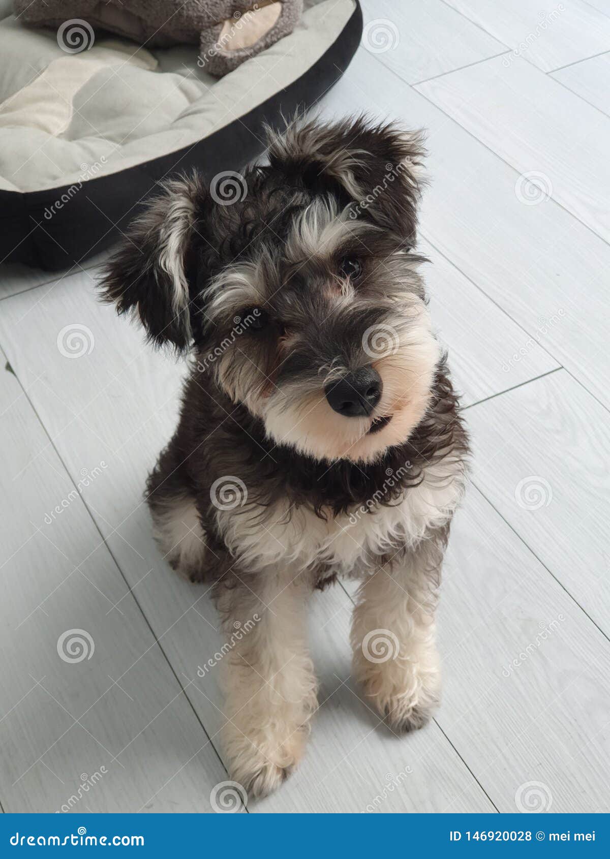 Perrito lindo de la i pequeño. Qué que hace el pequeño perrito lindo humano