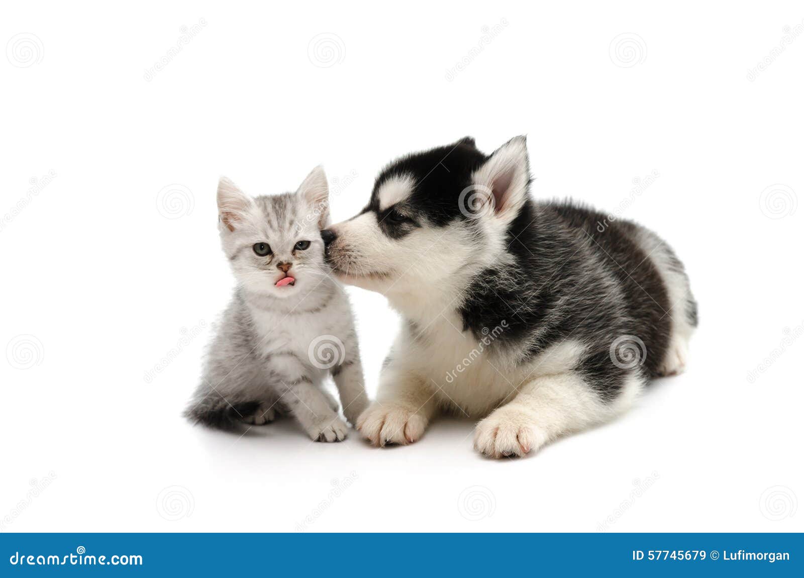 Perrito lindo que besa el gatito lindo del gato atigrado en el fondo blanco aislado