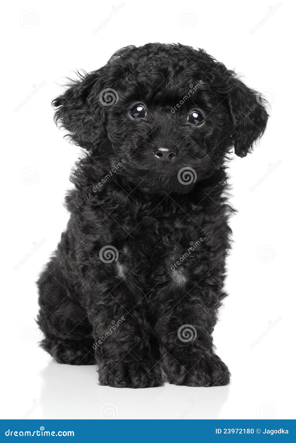 377 Caniche Negro Del Bebe Fotos Libres De Derechos Y Gratuitas De Dreamstime 377 Caniche Negro Del Bebe Fotos Libres De Derechos Y Gratuitas De Dreamstime