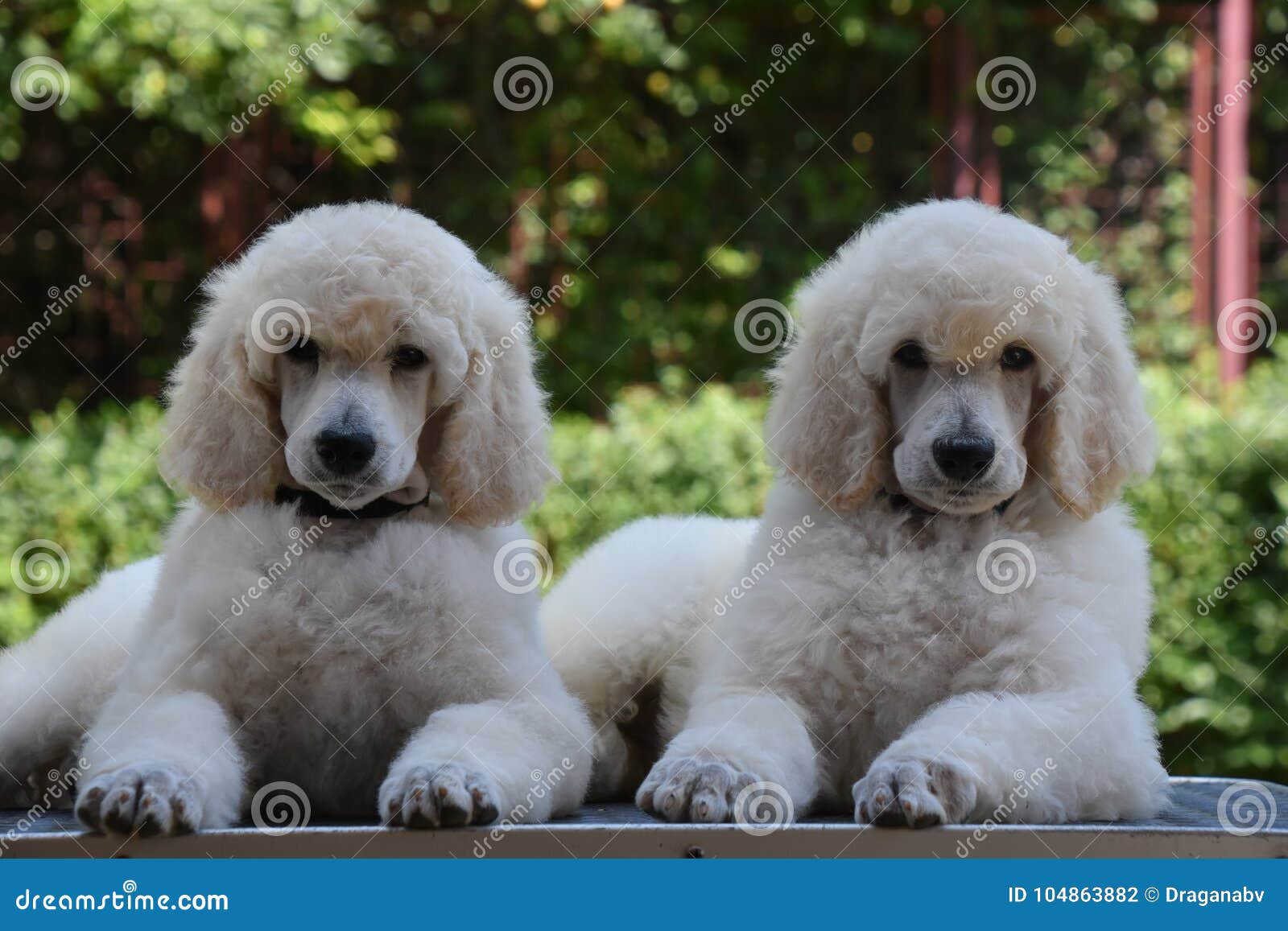 Perritos Adorables De Los Gemelos De Los Bebes Del Caniche Foto De Archivo Imagen De Belleza Limpio Perritos Adorables De Los Gemelos De Los Bebes Del Caniche Foto De Archivo Imagen De Belleza Limpio