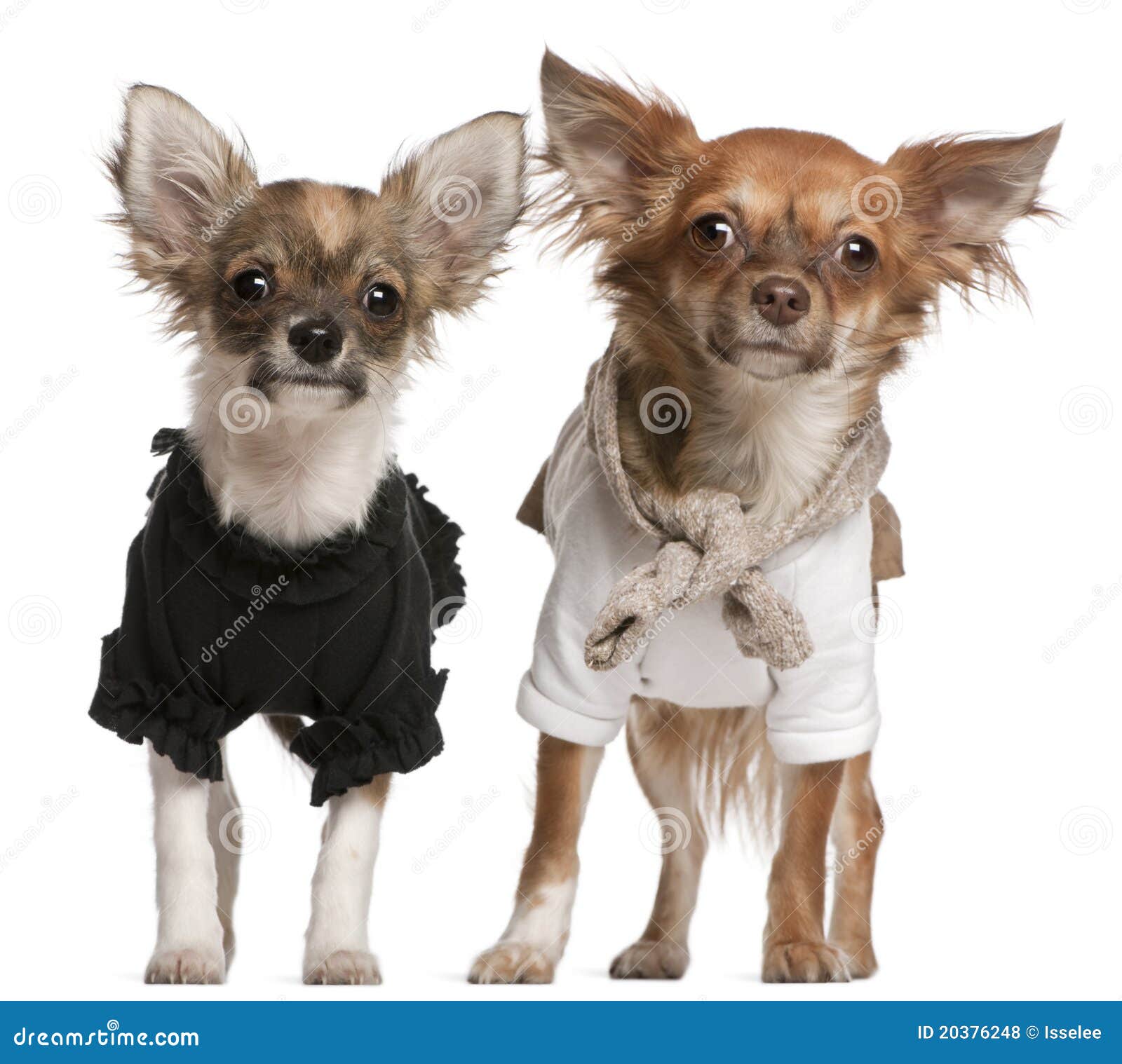 Perritos De La Chihuahua, Vestidos Para Arriba, 3 Meses de archivo - Imagen de chihuahua, retrato: 20376248