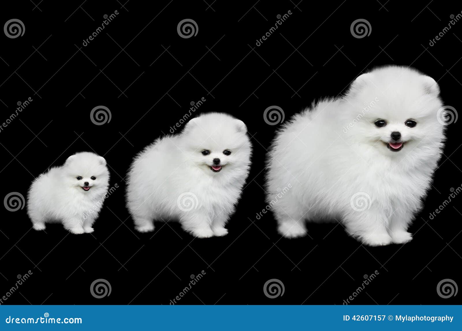 Pomerania - Tvaryny, image size:1600x1147